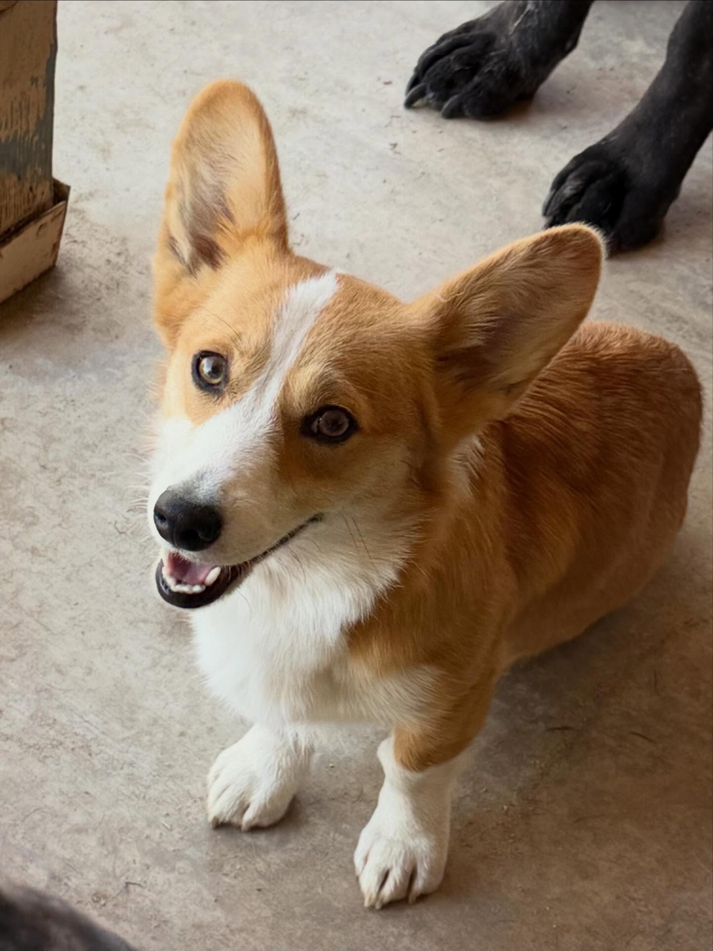 We have a lot of fluffy corgis around here but we love a beautiful standard coat as well!
Betty will be bred to Gus this year and they are sure to produce some show stoppers!
#corgi #pembrokewelshcorgi #cuteanimals #lovemydog
