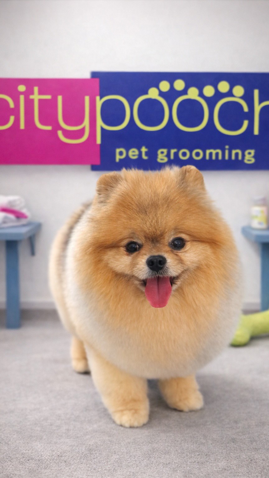 🐾✨ 3 Reasons Your Pet Will Love Us (and You Will Too!)
1️⃣ Gentle, stress-free grooming—because your pet deserves comfort, not chaos
2️⃣ Experienced groomers who treat every pet like family 💖
3️⃣ Clean, safe, and tailored services for every breed & personality
Give your furry friend the care they deserve 🛁🐶🐱
📅 Book your appointment today!
#PetGrooming #miami #PetCare #DogGrooming #citypooch