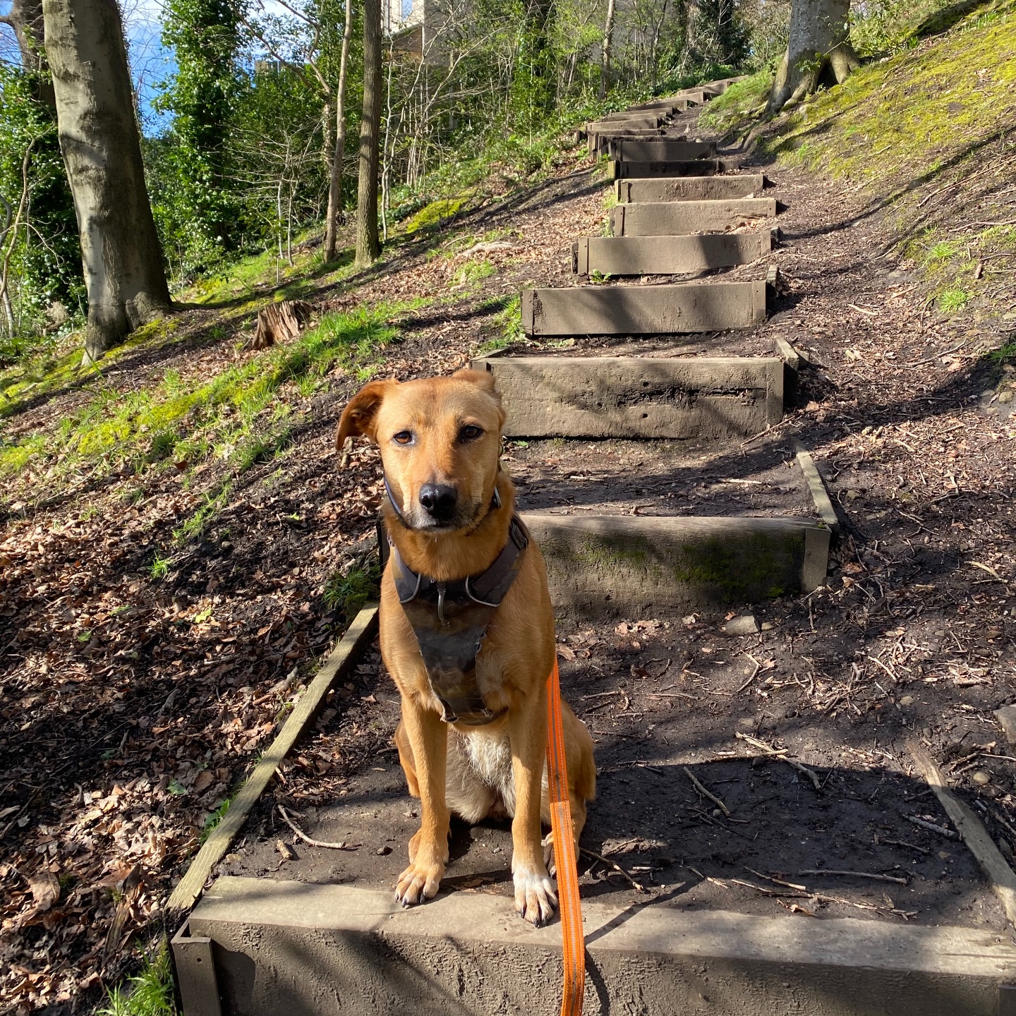 a lil photo dump before I download the rest of the team’s images from the month xxxxxx
#sheffieldbusiness #petsofinstagram