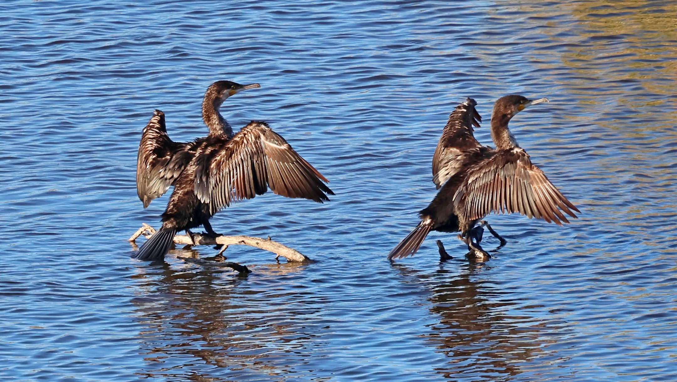 Cormorants drying off at Livadi.
#islandwildlife #kefaloniawildlife #greekwildlife #guidedwildlifewalks #birdlovers