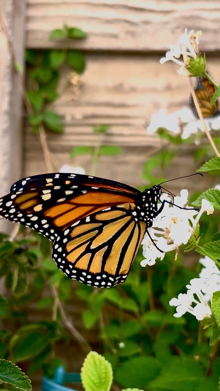 Five wild souls, ready for the sky 🦋✨
This weekend, we released 5 Monarch butterflies we had the honor of caring for from tiny wild caterpillars… all the way to wings.
To witness their transformation—and then let them go—feels like pure magic.
#Blackborg #monarch #ButterflyRelease #NatureMagic #pollinatorgarden