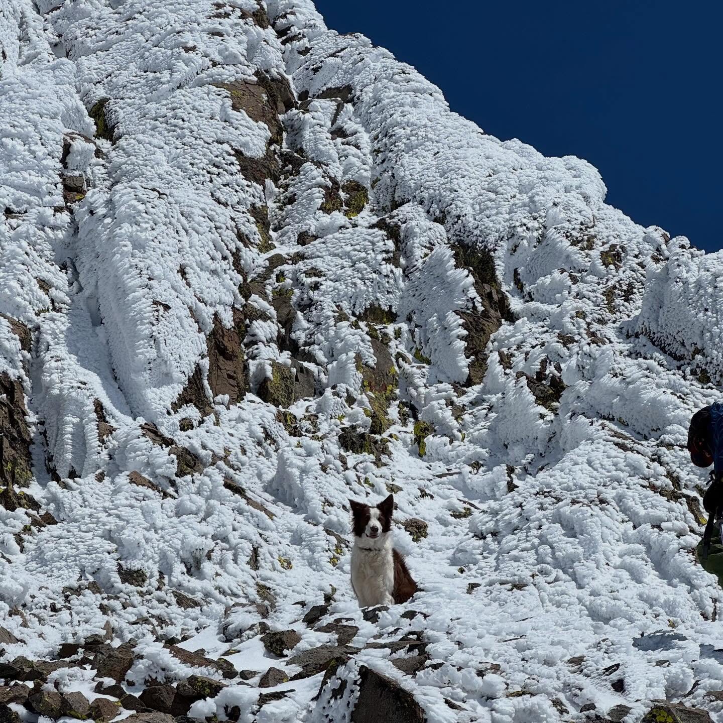 Where’s Copper? (our dog)
#dogsofinstagram #dogsarethebest #summitdog #rimeice #adventuredog