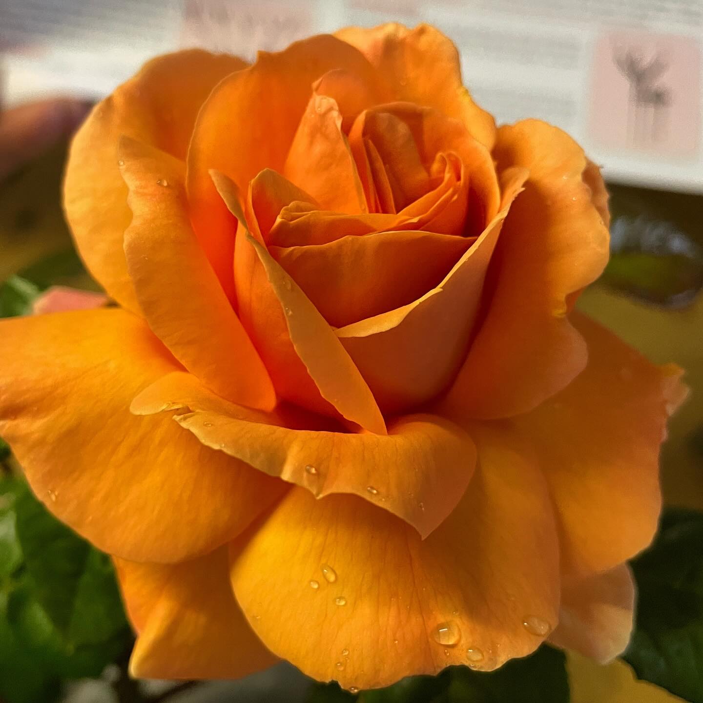 👑Golden Beauty 👑 Masses of amber yellow sweetly scented blooms carried in abundance over the season. A joyful rose that brings warmth and colour to the garden. Repeats well throughout the growing season.
Height - 90cm x 60cm
Fragrance - Strong
Colour - Amber
Bloom size - Large
Flowering - Repeat flowering
#roses #garden #rosenursery