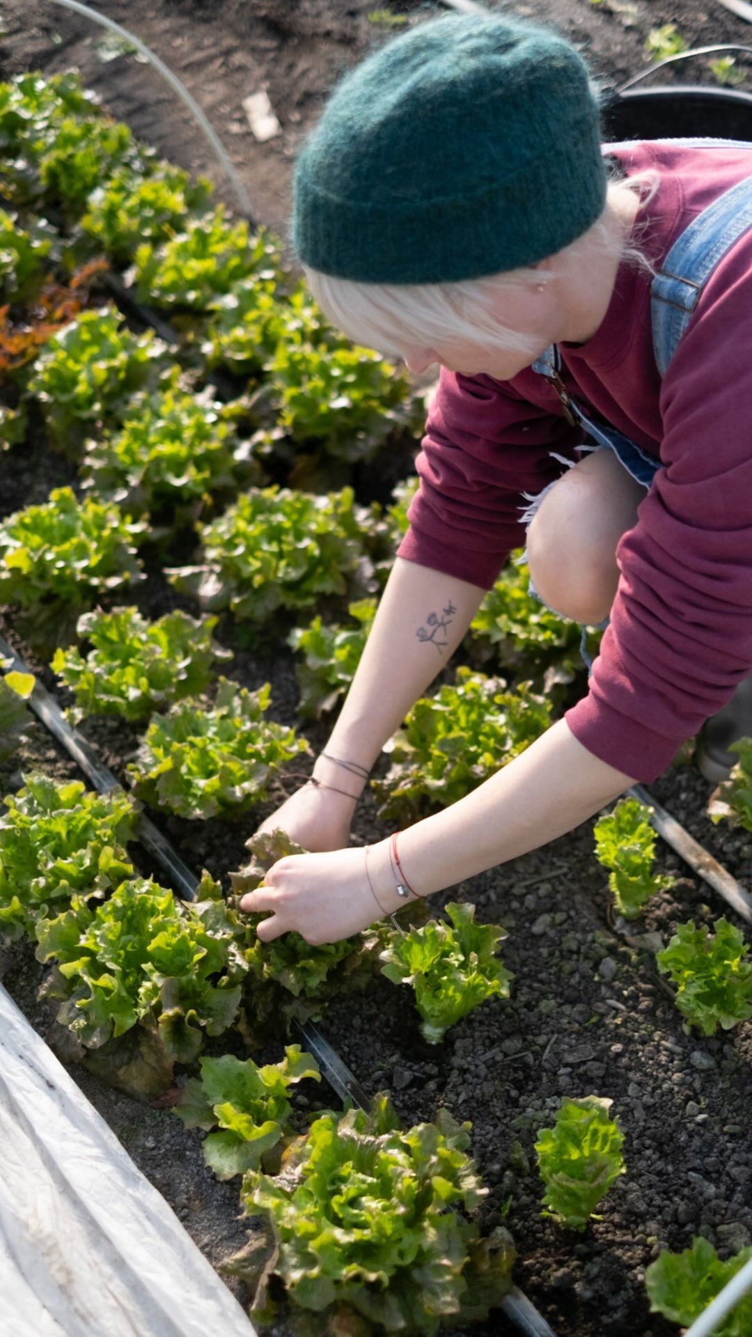 Ako najradšej využívate šalát vy?
Možno sa to nezdá, ale táto chrumkavá zelená nádhera je doslova nabitá živinami! Okrem toho, že má minimum kalórií a obsahuje skvelú vlákninu pre zdravé trávenie, skrýva v sebe aj kopec vitamínov (K, A, C) a kyselinu listovú. Je to jednoducho naša lokálna superpotravina, ktorú by bola obrovská škoda nevyužiť naplno.
Ak vám doma chýba inšpirácia, tu sú naše rýchle tipy:
🥗 Cézar šalát : Horu listov zalejte naším krémovým kešu dresingom (recept nájdete u nás na profile!).
🌯 Burrito: Veľké a pevné listy fungujú dokonale namiesto klasickej tortilly. Zabaľte do nich svoju obľúbenú náplň.
🥪 Vrstvený sendvič: Namiesto jedného smutného lístka tam naskladajte poriadnu chrumkavú vrstvu pre extra šťavnatosť.
🍹 Zelené smoothie: šalátové listy hoďte rovno do mixéra s banánom a jablkom. Perfektný ranný životabudič!
Už túto sobotu sa na vás tešíme na trhu! Šalátu bude naozaj veľa – hlavná sezóna je v plnom prúde. Tešíme sa na vás.
#dreamfarm #sezona2026 #salad