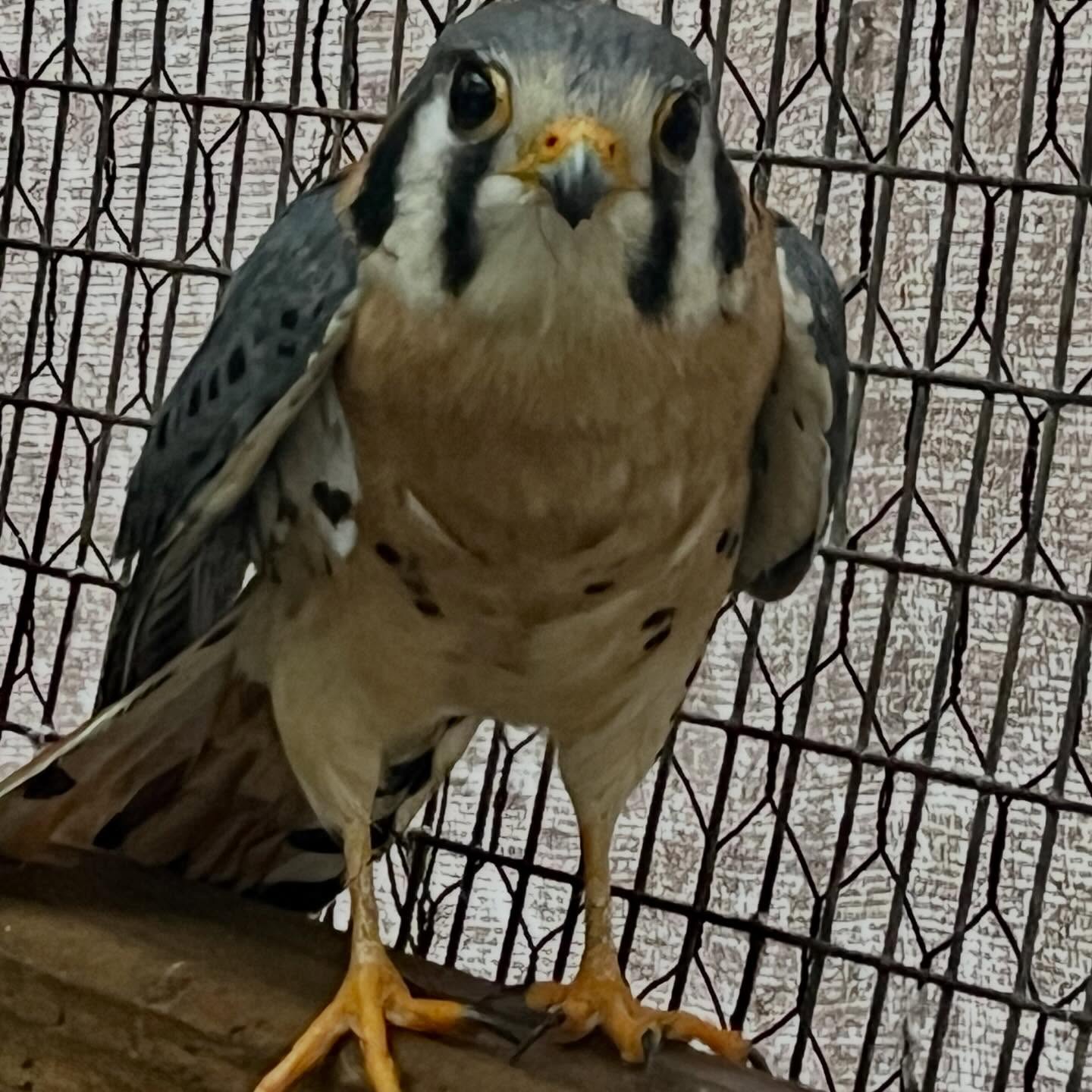 Meet North America’s smallest raptor, the American Kestrel. These little birds of prey weigh in at only 3-6 ounces and about 12 inches long. But don’t let their small size fool you, they prey on large insects, birds, and even small mammals! Generally, it’s difficult to discern between the male and female of most raptor species, but the feather colors of American Kestrels is how we tell the difference. Females have brown wings with black bars, while males have blue-gray wings. 🪶🪶
So when this guy was brought to WERC for a suspected window strike, we knew immediately it was a male. He recovered well from his concussion, but he wasn’t flying well. 🤕Fortunately, after some medical care and rest, he graduated to our 100ft flight enclosure to practice his flying and hovering skills. After close observation, he was deemed ready to return to the skies. It’s common to see kestrels perches on pasture fence posts and that’s exactly what he did when he flew from the transport box. Swipe to see pictures and video of his release and hear him calling! 🎶
Window strikes are a common problem we see with birds. Fortunately many are able to take a few minutes to recover and be back on their way. Others, like this guy, sometimes need more attention. Ways to help birds avoid window strikes is by placing decorations on your windows, like clings or stained glass, to give windows some dimension. 🪟
If you have a bird hit your window but it’s able to move, keep an eye on it and give it some time to recover. It’s best to not handle it if you can, but if it’s in danger, it can be put in a ventilated box in a quiet, cool place to rest. If it still can’t fly after a few minutes, give us a call! 💚