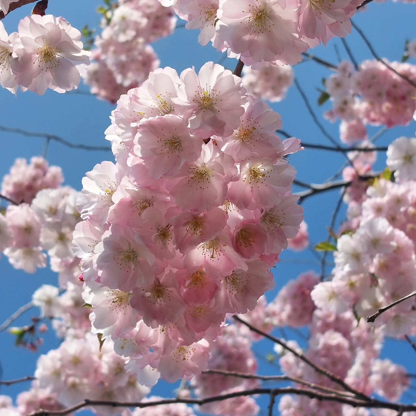 Erfrischend.... 🌸🌸🌸
#ottakring #zierkirschenblüte #erfrischend #verenas_pflanzentanz #blühendeswien