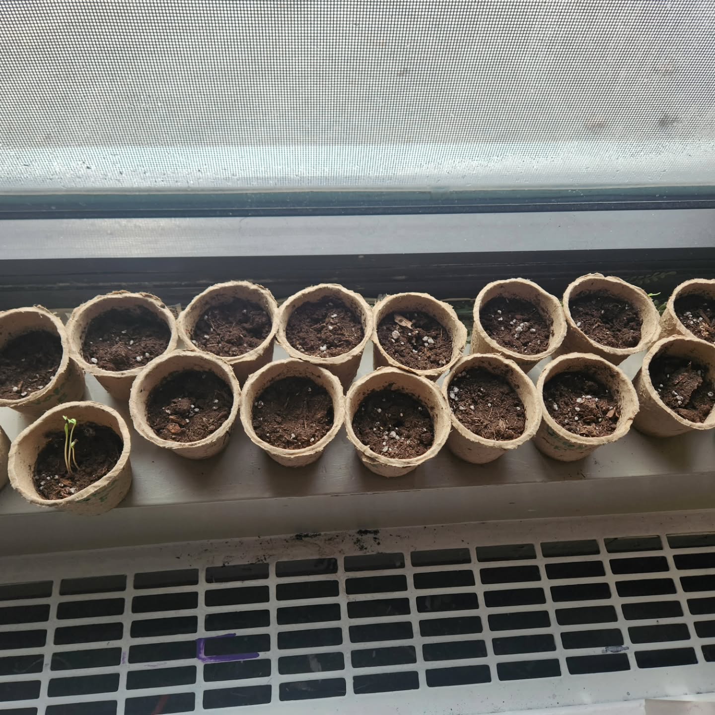 Each program did some planting , they each had some flowers and vegetables seeds. 🌿🫑
They went through each step adding the soil, then the seed, more soil and some water💧
The children have been very excited to see some sprouts already !
This has been a great learning experience that keeps on going !
It teaches them routine care and necessity of waiting, helping build emotional resilience.
Problem solving and observing deciding if the plant needs more light, less or more water.
We can't wait to see more growth, stay tuned !🌱
Let's grow, bloom and root for each other! 🌻