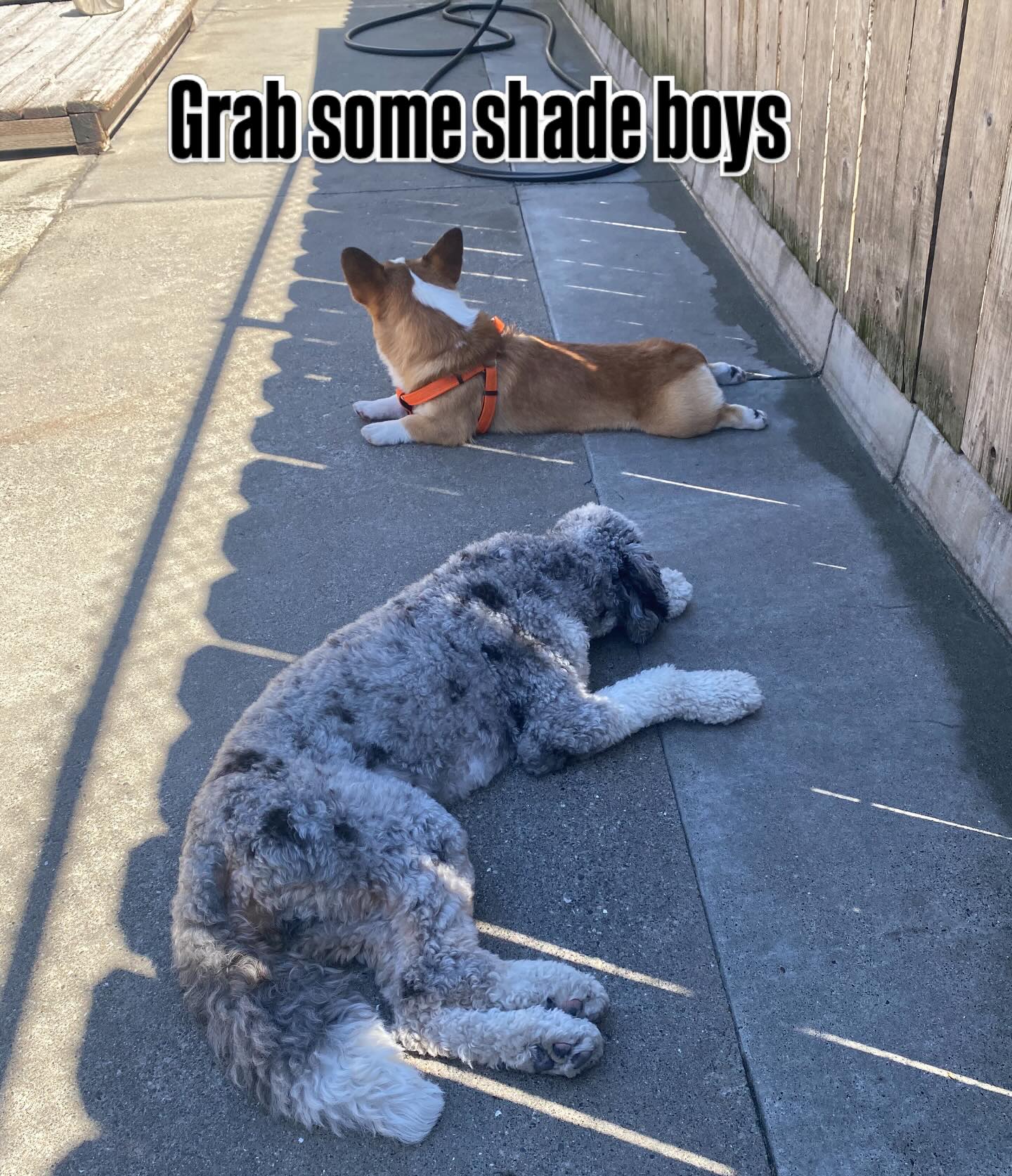 Kiko and Kuma
#gooddogplaycare #stereolab #doggiedaycare #sanfrancisco @tonioab_sf @yukaroxas @juicetinsv @pawcationsf