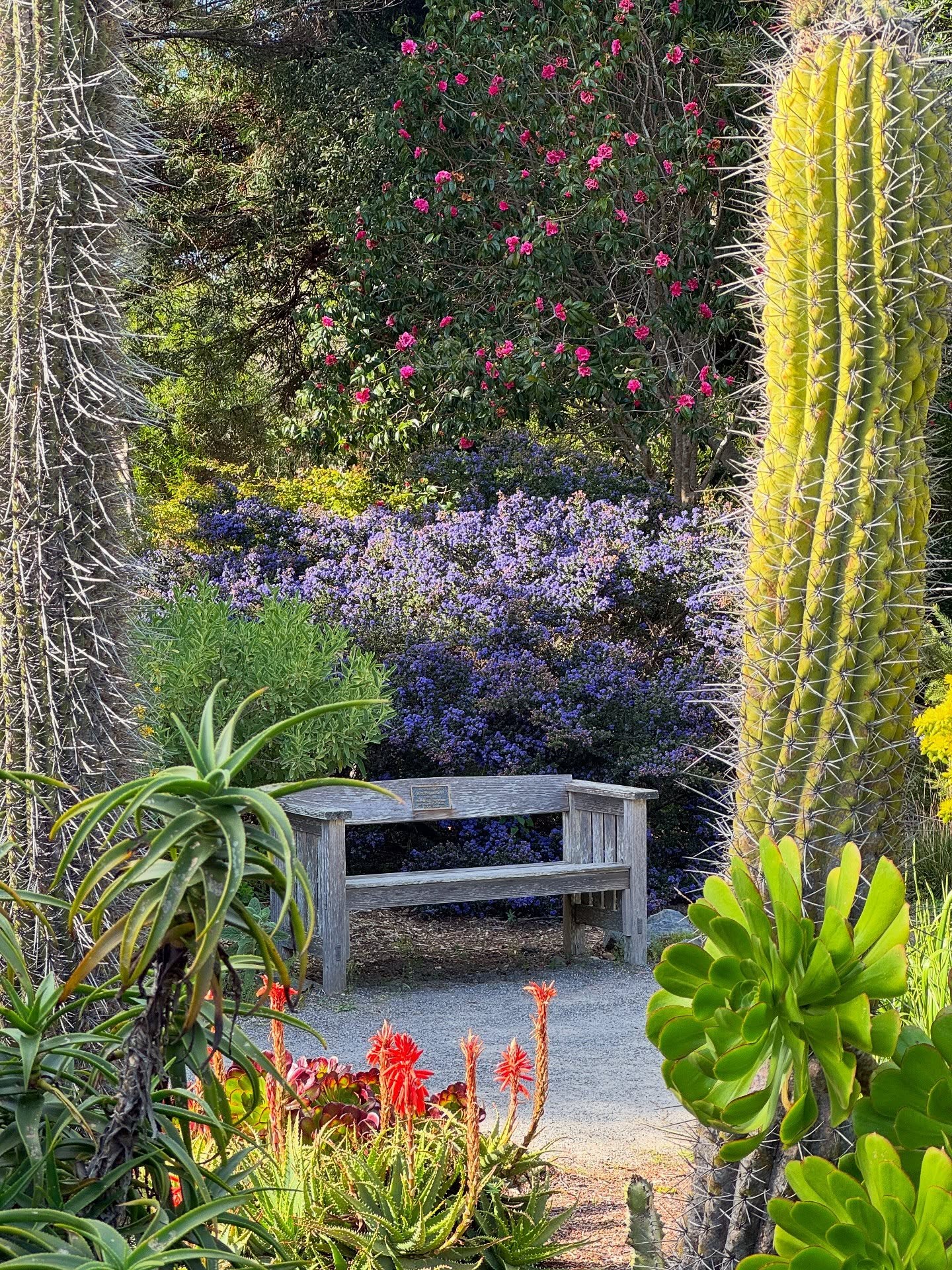 A heartfelt thank you to everyone who voted for Mendocino Coast Botanical Gardens in this year’s USA TODAY 10Best Botanical Garden Readers’ Choice Awards. Thanks to your support, we are honored to be recognized as one of the top 10 botanical gardens in the nation.
We are especially inspired to share this list with such extraordinary peers. From the breathtaking displays at the Cincinnati Zoo & Botanical Garden to the timeless elegance of Longwood Gardens and the global plant collections of the Missouri Botanical Garden, each garden offers a unique window into the beauty and importance of the natural world.
Spaces like Frederik Meijer Gardens & Sculpture Park blend art and nature in unforgettable ways, while Coastal Maine Botanical Gardens and Fairchild Tropical Botanic Garden showcase the rich diversity of plants across very different climates. Each destination on this list is a reminder of how gardens connect us—to place, to people, and to something much larger than ourselves.
We are proud to stand among them, and deeply grateful to be part of a community that believes in the power of gardens to inspire, educate, and bring joy.
Take a moment to explore the full list and perhaps start planning your own botanical adventure: https://10best.usatoday.com/awards/best-botanical-garden/