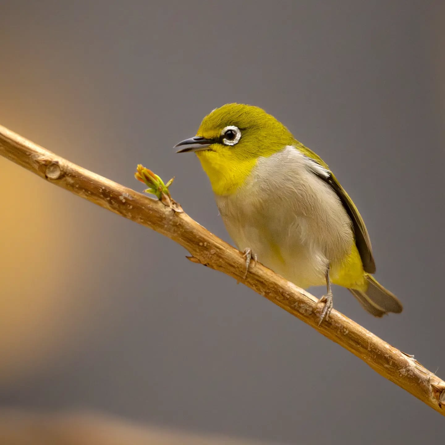 A cute little Silver eye in the glow of the street lamps of Hong Kong
@aneyefordetails
#bird #birds #birdphotography #birdsofinstagram #nikon