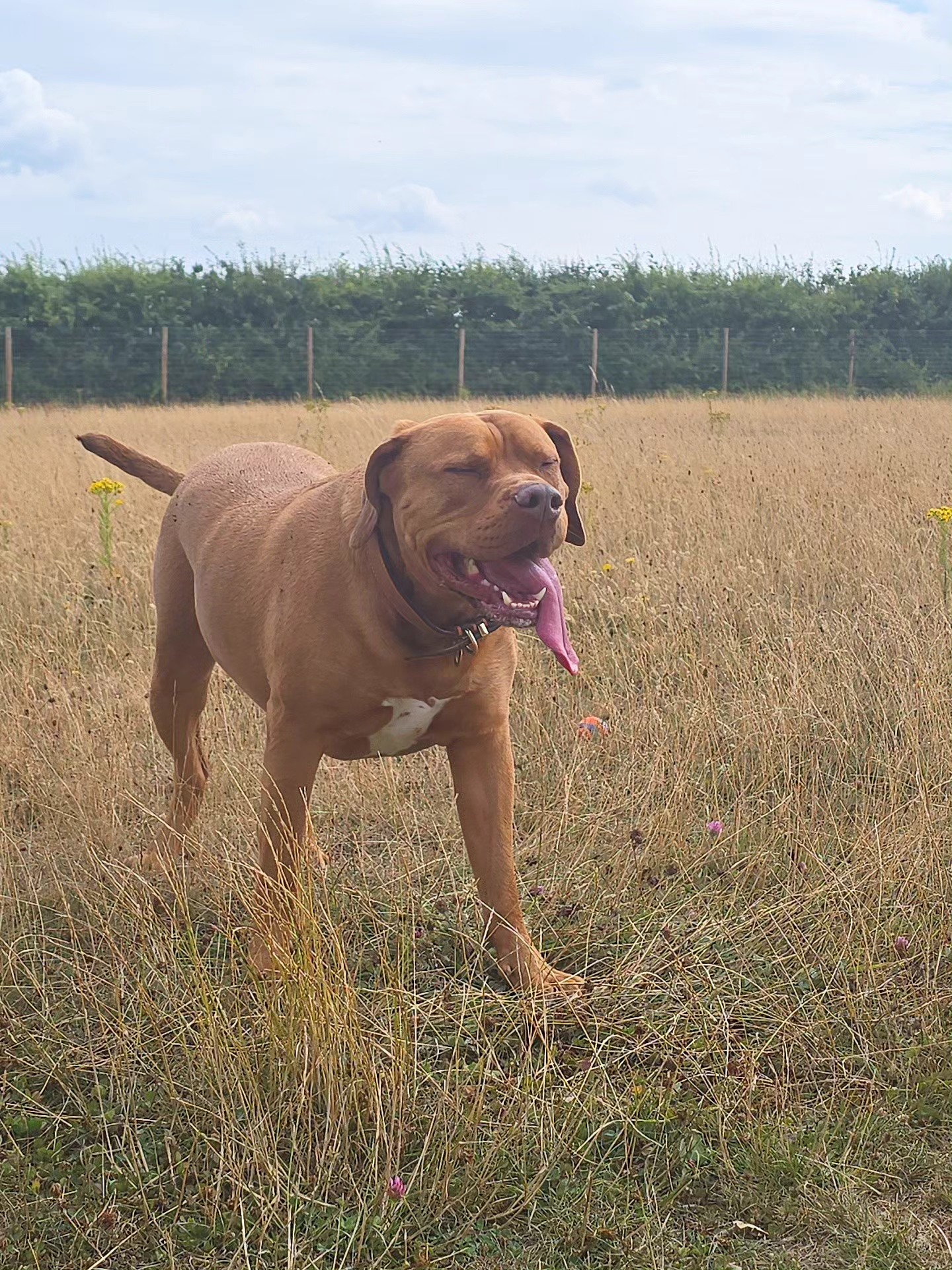 Some quality time this week with my chunky monkey @xlbullyodin 🐒 before dog sitting and walkies commence this weekend!!
#picoftheday #photooftheday #dogoftheday #dogsofinstagram #bullybreed #bully #bullydog #doglover #dogsitter #dogtrainer #dogwalker #dogsitting #dogwalk #cute #pup #puppy