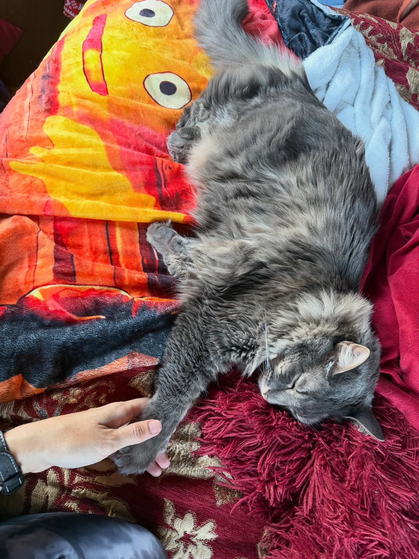 Sometimes, if you are near her when she’s napping, she’ll reach out until you make contact or take her paw.
Just wants to know that you’re there.
#cutecat #fluffy #cats