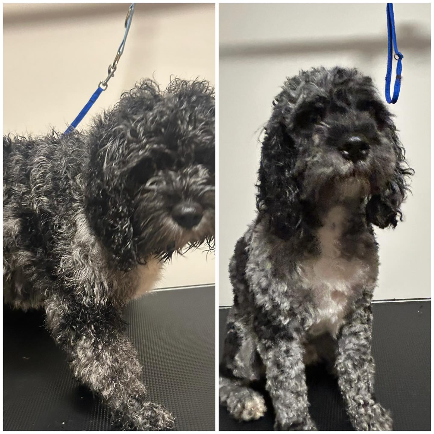 Father and son pampering day!#puppiesfirsthaircut #homegroomer #threehillsalberta #didsbury #olds