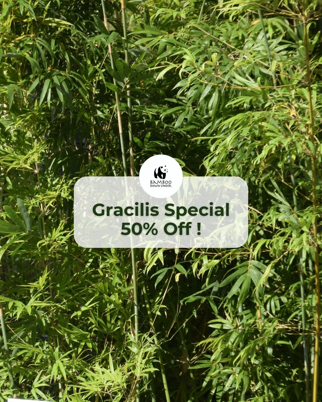 🌿 Gracilis Bamboo Special 🌿
Looking to block out the neighbours and create instant privacy?
Our best-selling screening bamboo is the perfect solution — fast growing, lush, and ideal for hedging.
Now 50% OFF!
270mm – Was $150 → Now $75
300mm – Was $170 → Now $85
400mm – Was $360 → Now $80
Be quick — these won’t last long!
Visit us in-store today 🌿