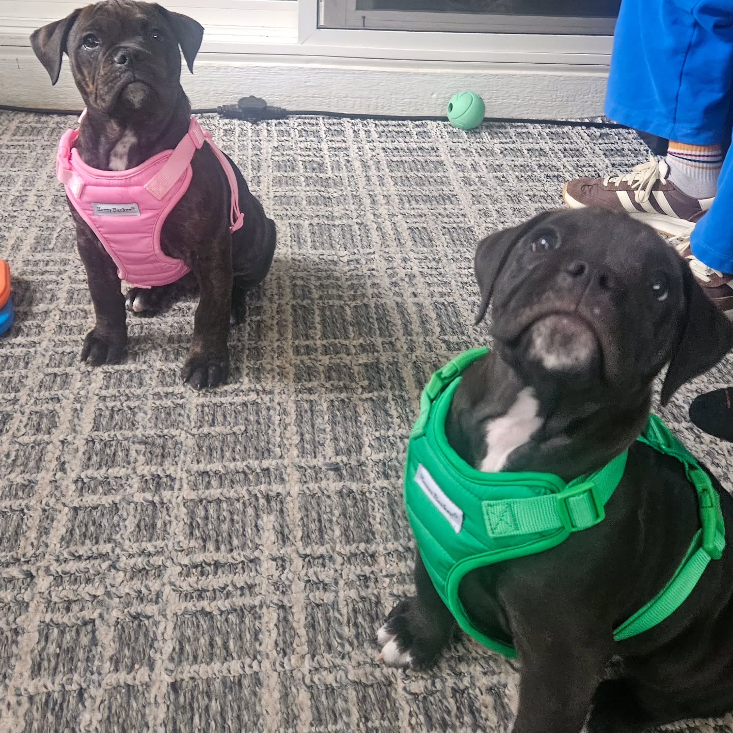 Training TWO puppies at once? 🐶🐶 Sounds cute… and it is—but it’s also double the work if you don’t have a plan.
The biggest mistake I see: treating them like a package deal.
If they do everything together, they learn to rely on each other instead of YOU.
Here’s what actually works:
✨ Train separately first — build focus, confidence, and independence
✨ Short, structured sessions — puppies have short attention spans
✨ One-on-one time daily — even 10 minutes makes a difference
✨ Then practice together — once each pup understands the basics
This helps prevent littermate syndrome (yes, it’s real 👀) and creates two well-behaved dogs instead of chaos x2.
Two puppies can absolutely thrive together—but only if you train them as individuals first.
Need help managing the madness? I’ve got you. 🐾
#columbusohio #ohiodogtrainer #614columbus #puppy #puppytraining