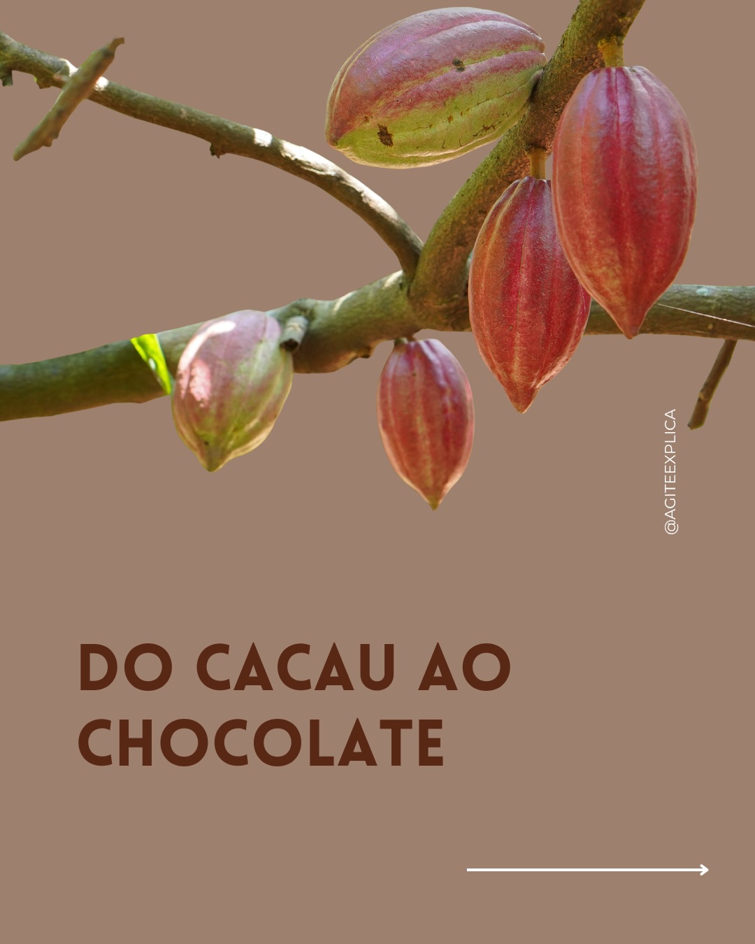 Hoje é dia do cacau e se você acha que cacau = chocolate… você tá vendo só a ponta do iceberg 🍫
O mesmo grão passa por vários processos e vira:
• nibs (quase in natura)
• massa de cacau (base de tudo)
• manteiga de cacau (a gordura que derrete na boca)
• cacau em pó (menos gordura, mais intenso)
• chocolate (aí entra açúcar, leite e formulação)
#chocolate #alimentos #cacau