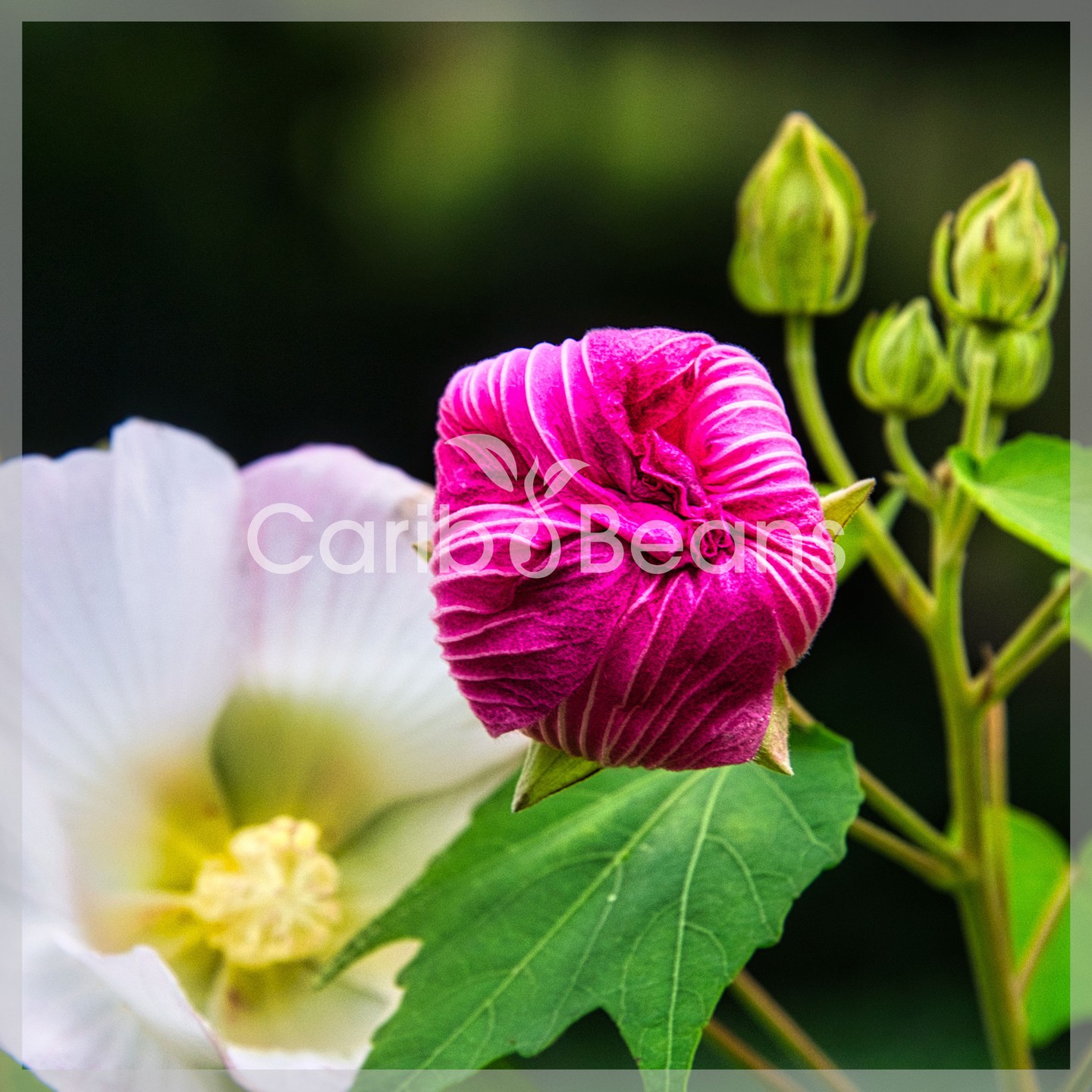 3 boutures de Rose changeante (Hibiscus mutabilis) — 15-20 cm, récoltées en Guadeloupe. Fleurs qui passent du blanc au rose puis pourpre : un spectacle vivant pour votre balcon ou jardin. Plantation facile, entretien simple. Stock limité — Rare. Link in Bio
#Hibiscus #RoseChangeante #Jardinage #Boutures #PlantesRares #Guadeloupe #GreenLiving