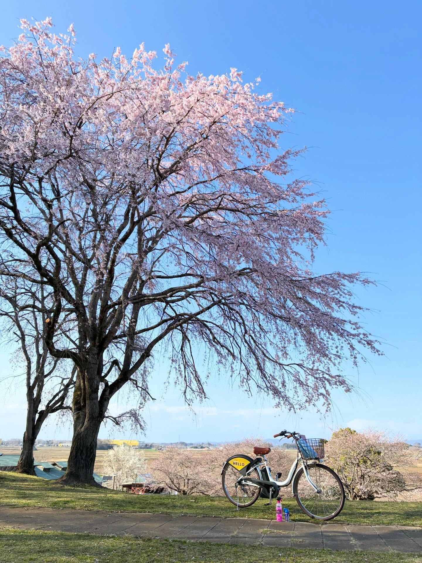 【令和7年度⇨令和8年度】宮山ふるさとふれあい公園 のしだれ桜。ソメイヨシノは2〜3分咲ほど。2026.03.27
今年度から任せていただいたコミュニティサイクルメンテナンスは、今日が年度最後の作業日です。
いつも通り、きれいで安全に乗れるようにお手入れしています。
おかげさまで、無事に一年やり通せそうです。
明日は自転車に乗ろうとおもいます。
#コミュニティサイクル
#ruralcycle
#wakos
#cyclingibaraki
#mucoff