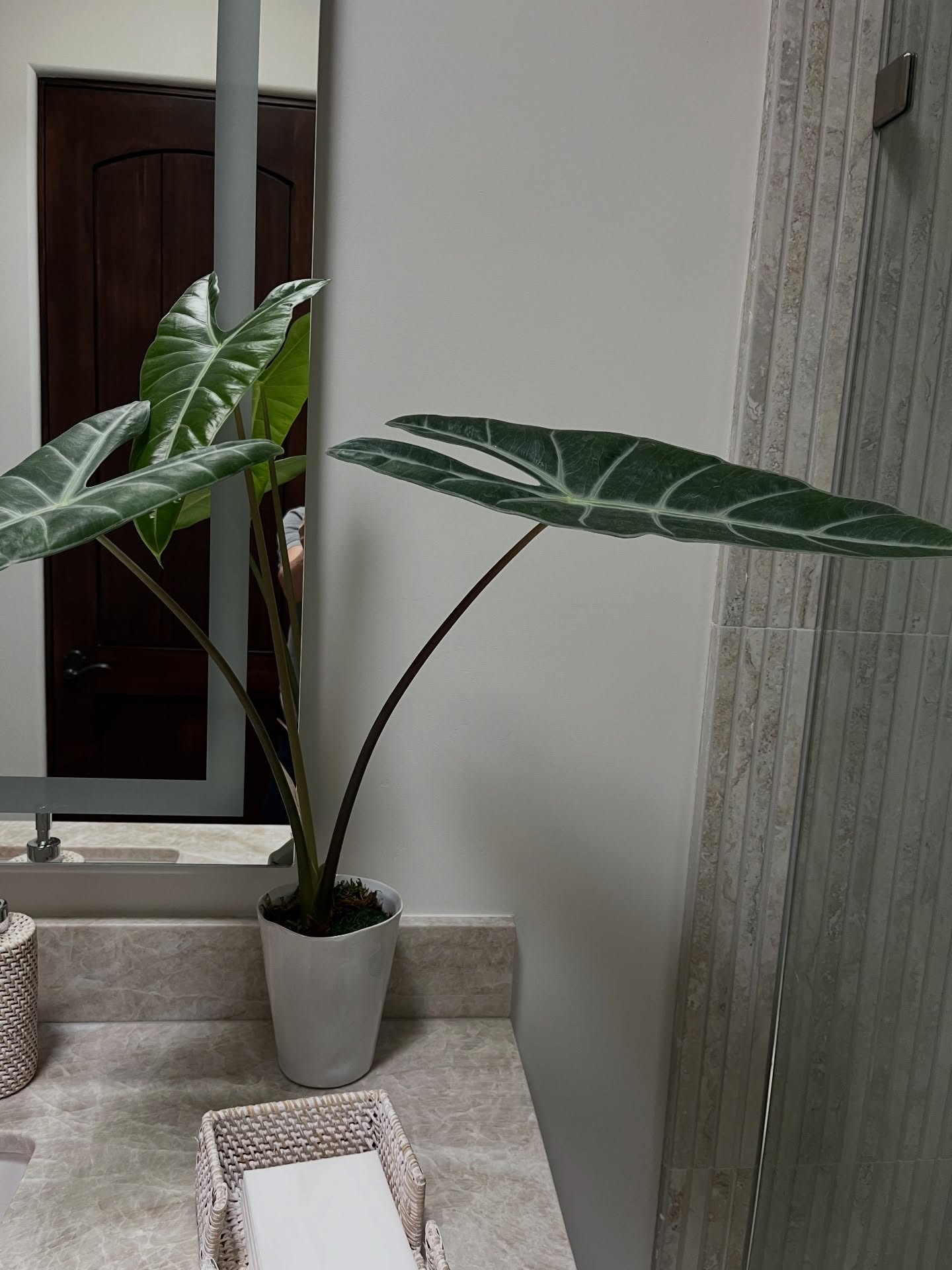 Elevate your everyday spaces 🌿
A statement plant like this doesn’t just sit in a room… it transforms it. Clean lines, rich greenery, and effortless sophistication, the perfect balance of nature and design.
At Plantology, we believe luxury is in the details, and nothing refreshes a space quite like living, breathing beauty.
Bring life into your space. Keep it simple. Keep it stunning.
#Plantology #PlantsAndMore #IndoorPlants #HomeAesthetic #ElevatedLiving
