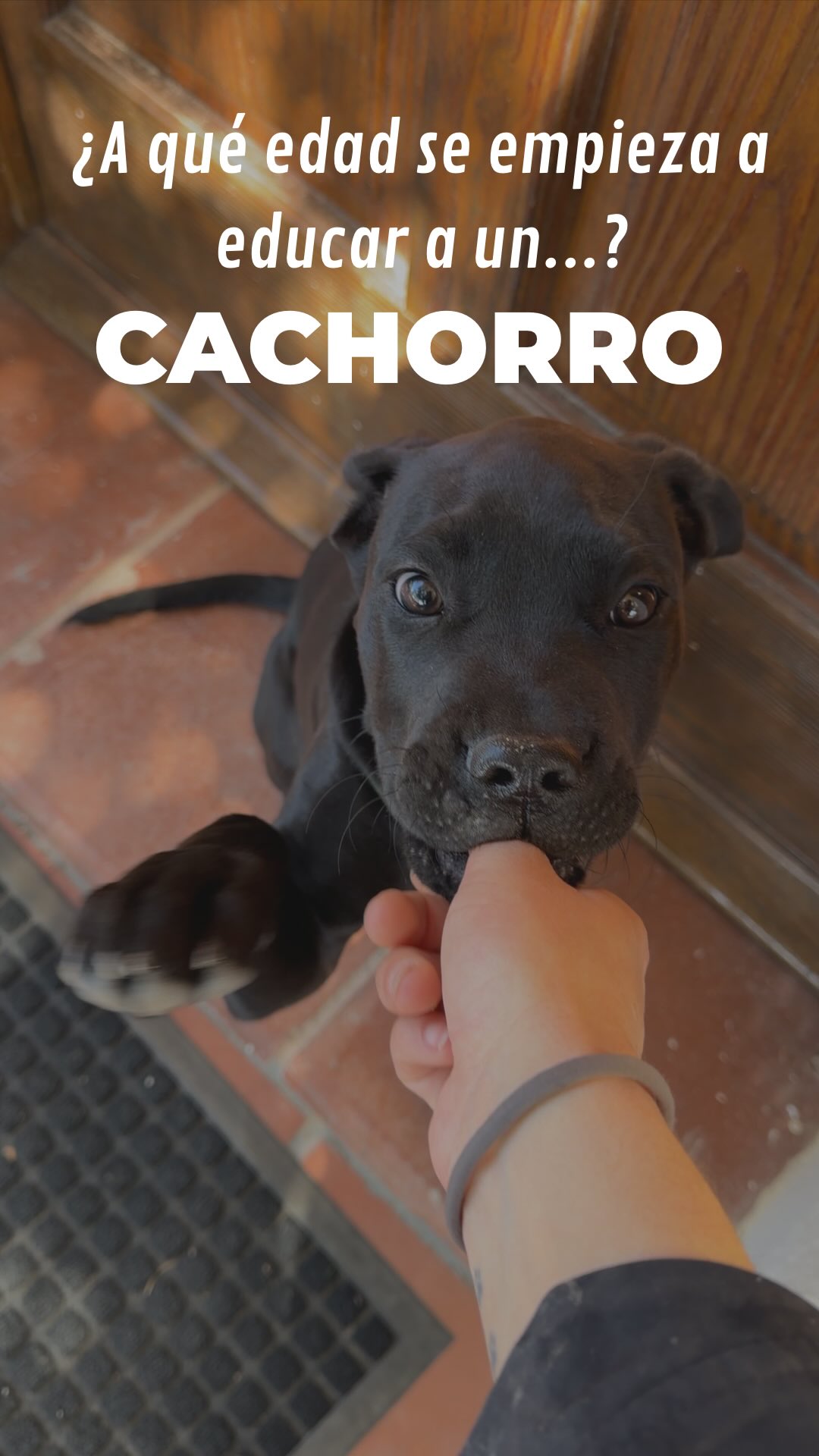 ¿A qué edad se empieza a educar a un cachorro? 🤔
Es, sin duda, una de las preguntas que más nos hacen.
Hay quienes creen que hay que esperar a que el perro sea "adulto" para que entienda, y otros a los 6 meses. Pero piénsalo un segundo... ¿Mandarías a un chico de 18 años por primera vez al colegio?
No, ¿verdad?
Pues con los perros pasa exactamente lo mismo.☝️
Los cachorros atraviesan una etapa crítica de socialización donde son auténticas esponjas. Lo que aprendan (o no aprendan) ahora, definirá su carácter el resto de su vida. 🧠✨
¿Por qué empezar desde el primer día?
• 🐾 Socialización: Aprender a interactuar y comunicarse con perros, personas y otros animales.
• 🎡 Habituación: Acostumbrarse a los estímulos ambientales como ruidos, superficies, objetos y entornos.
• 🚫 Prevención: Es infinitamente más fácil enseñar un buen hábito que corregir una "mala" conducta tiempo después.
• 🌳 Primeros paseos: Construir seguridad y estructura fuera de casa desde el inicio.
• 🚽 Higiene: Marcar las pautas de "pipis y cacas" de forma positiva.
• 🦷 Control de mordida: Indispensable para una convivencia tranquila.
• 🤝 Vínculo: Crear una conexión real basada en la confianza y el trabajo mutuo.
Educar es dar herramientas para que tu perro sea capaz de convivir con seguridad, calma y equilibrio. 🐕❤️
~
#dogtraining #educacioncanina #cachorros #canecorso #tipscaninos