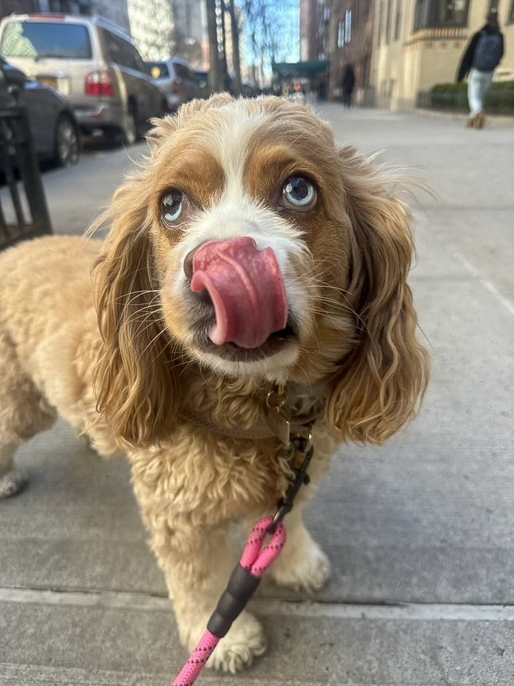 Cutest face in the whole city 🐶✨💜
#dogsofallboroughs #cockapoo #dogsofues #cockapoolife #cockapooofinstagram