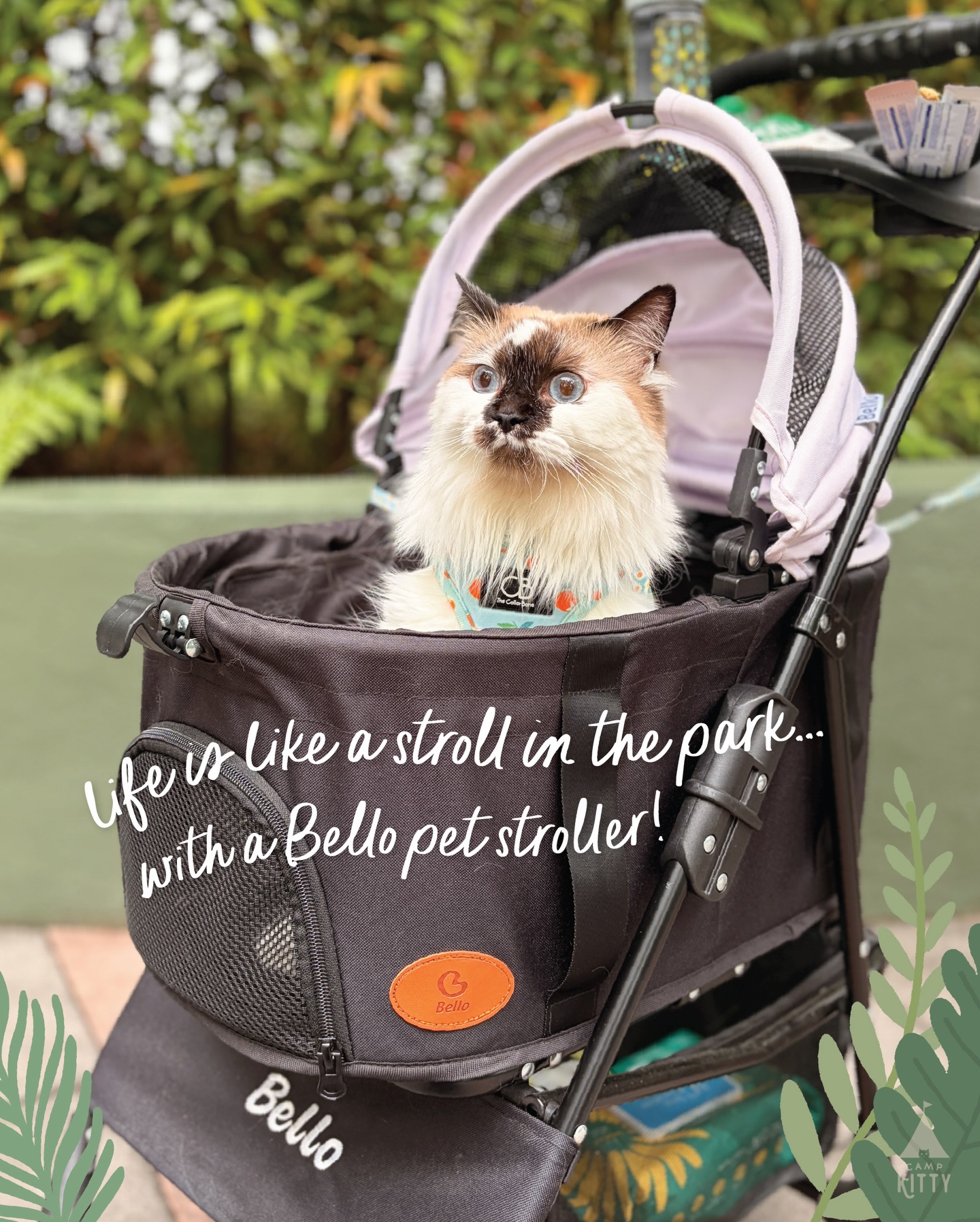 The stroller that finally makes bringing kitty out easy. Packs into your car, keeps them safe and makes them look like they own the pavement 🐾
Don't believe us? Ask Dottie – she used to hide from her own shadow. Three stroller rides later, she's a whole new cat.
Swipe through to see everything we love about it.
Pssst..all Bello strollers are currently 20% off for Camp Kitty Club members till 5th April 🧡