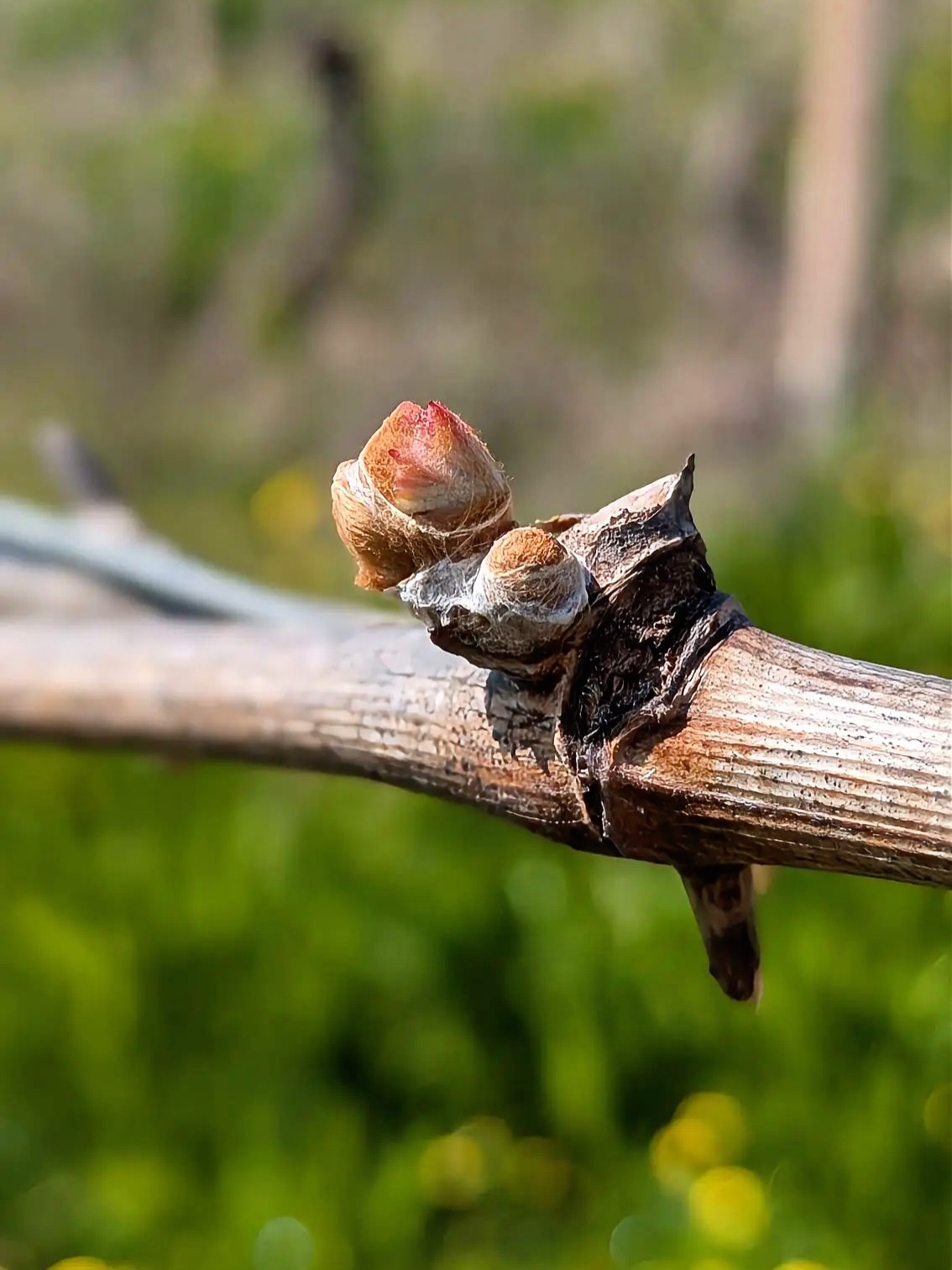 This is where every great wine starts… and it only lasts a few days.
The first buds on the vines. The trees in blossom. The vineyard waking up after months of stillness. This is where the vintage truly begins.
Spring sets the rhythm for everything that follows. The balance, the yield, the story in your glass. It’s a fleeting moment. Miss it, and you miss the beginning of the wine itself.
This is why people fall in love with Piemonte in spring… not just for how it looks, but for what it means.
Come and see it for yourself. Walk the rows with us, breathe it in, and witness the very first chapter of the vintage unfold.
.
.
.
#PiemonteWine #ItalianWineLovers #VineyardLife #SpringInItaly #WineTravelItaly