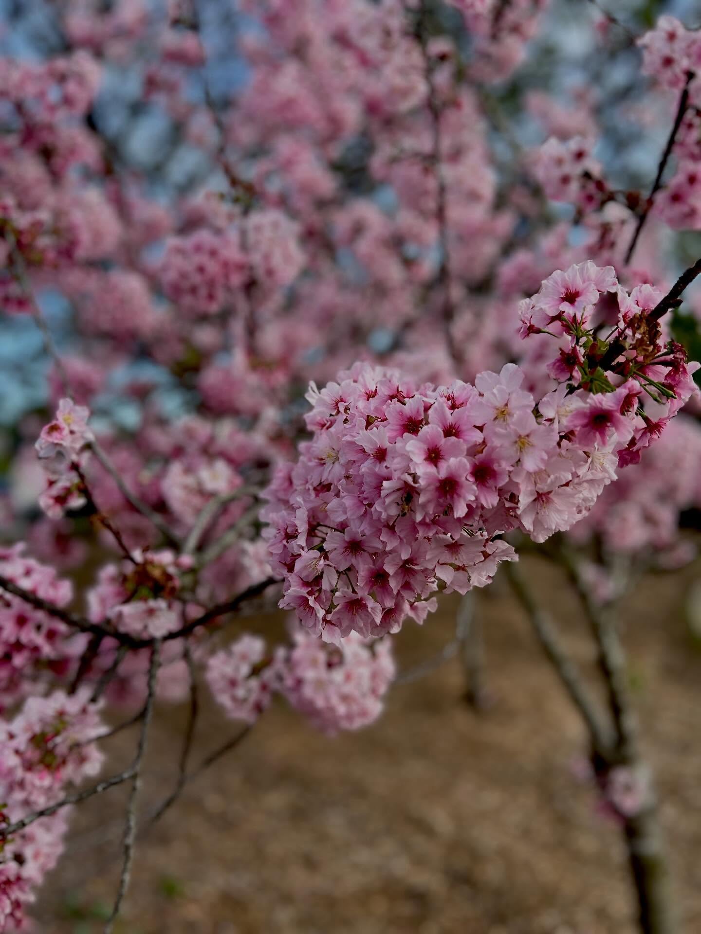 Don't miss the beautiful cherry blossom trees in Seaside! 🌸🌸🌸🌸🌸#homeinseasideranchoslive #homeinseasideranchos #seasideranchos