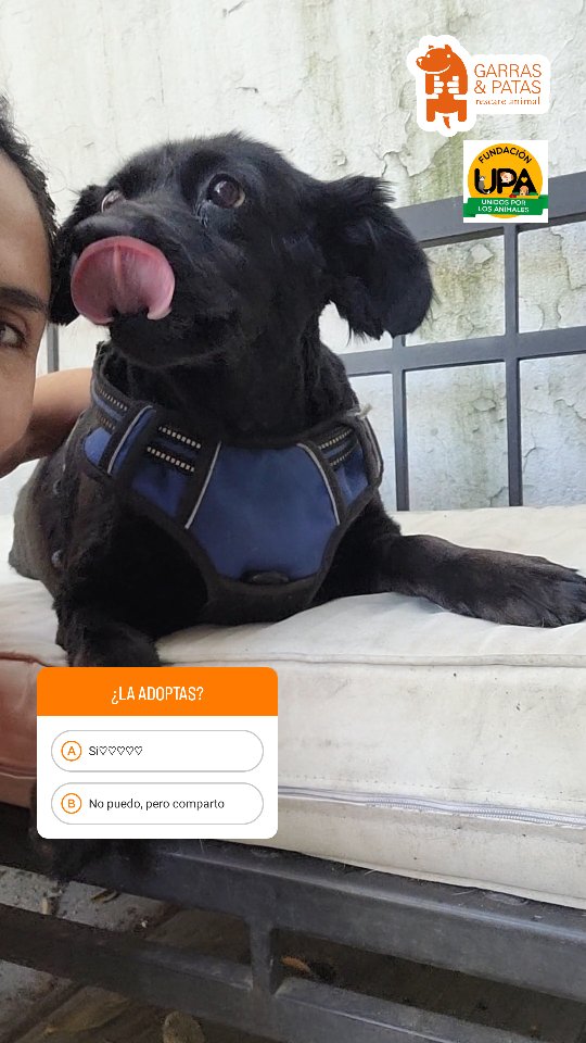 #eligeadoptargyp #adoptanocompres❤️