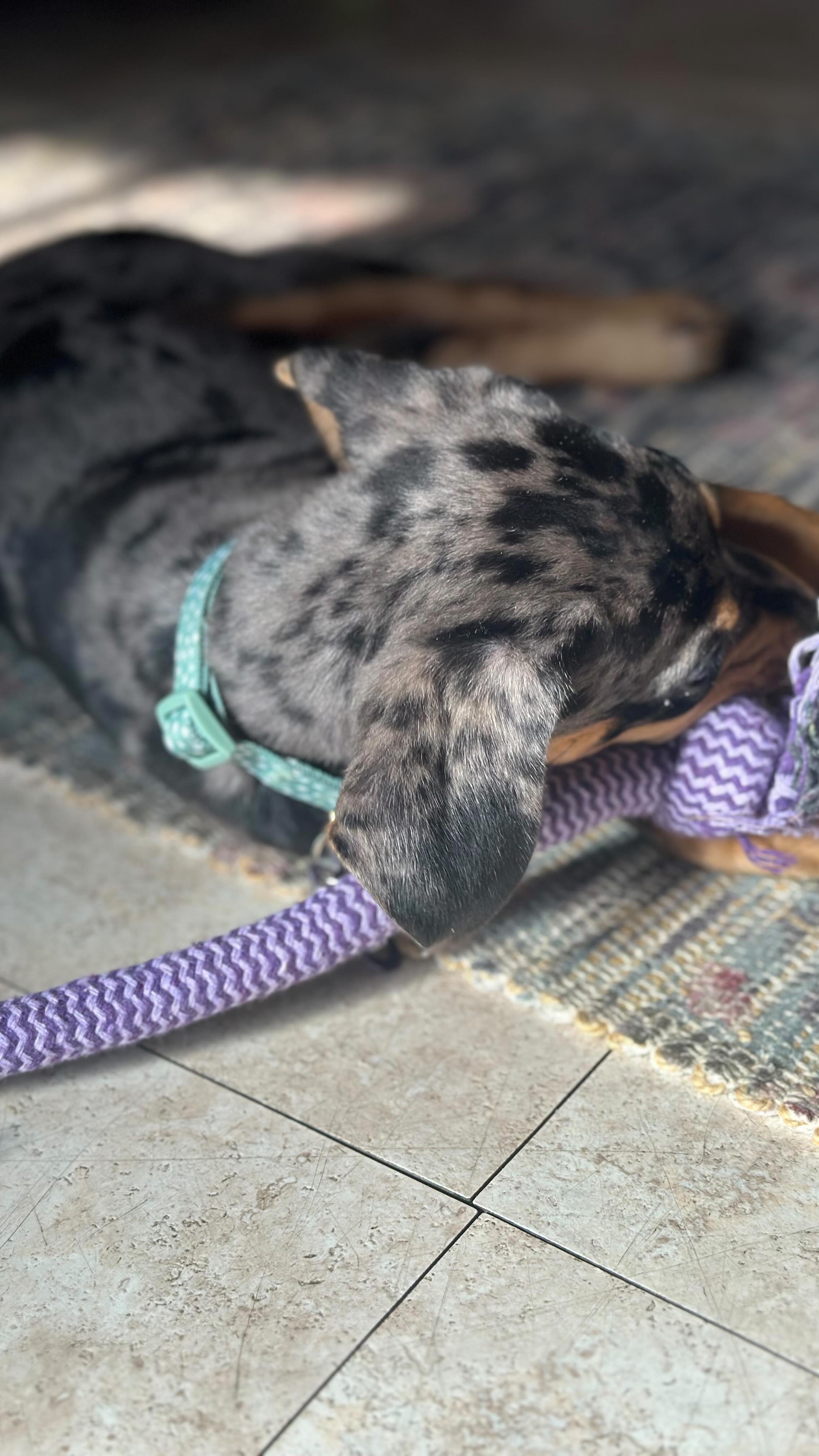 Sí, estamos en esa etapa 😆 Adoptar es una gran responsabilidad. No adoptamos solo porque son lindos. Requiere un compromiso entrenarles además de amarles y cuidarles.
💜🐾 Aquí los pensamientos intrusivos de Lisa 🤣