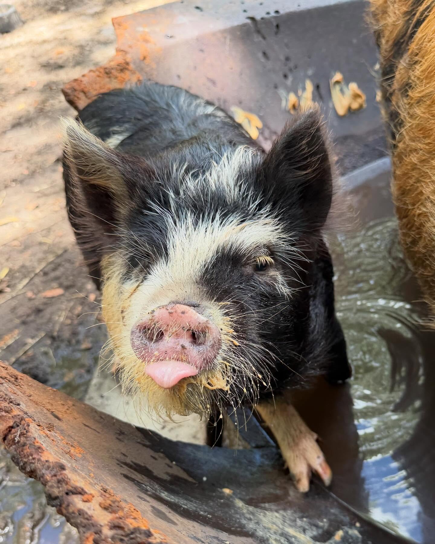 This is what they call.. so stinkin’ cute 😛