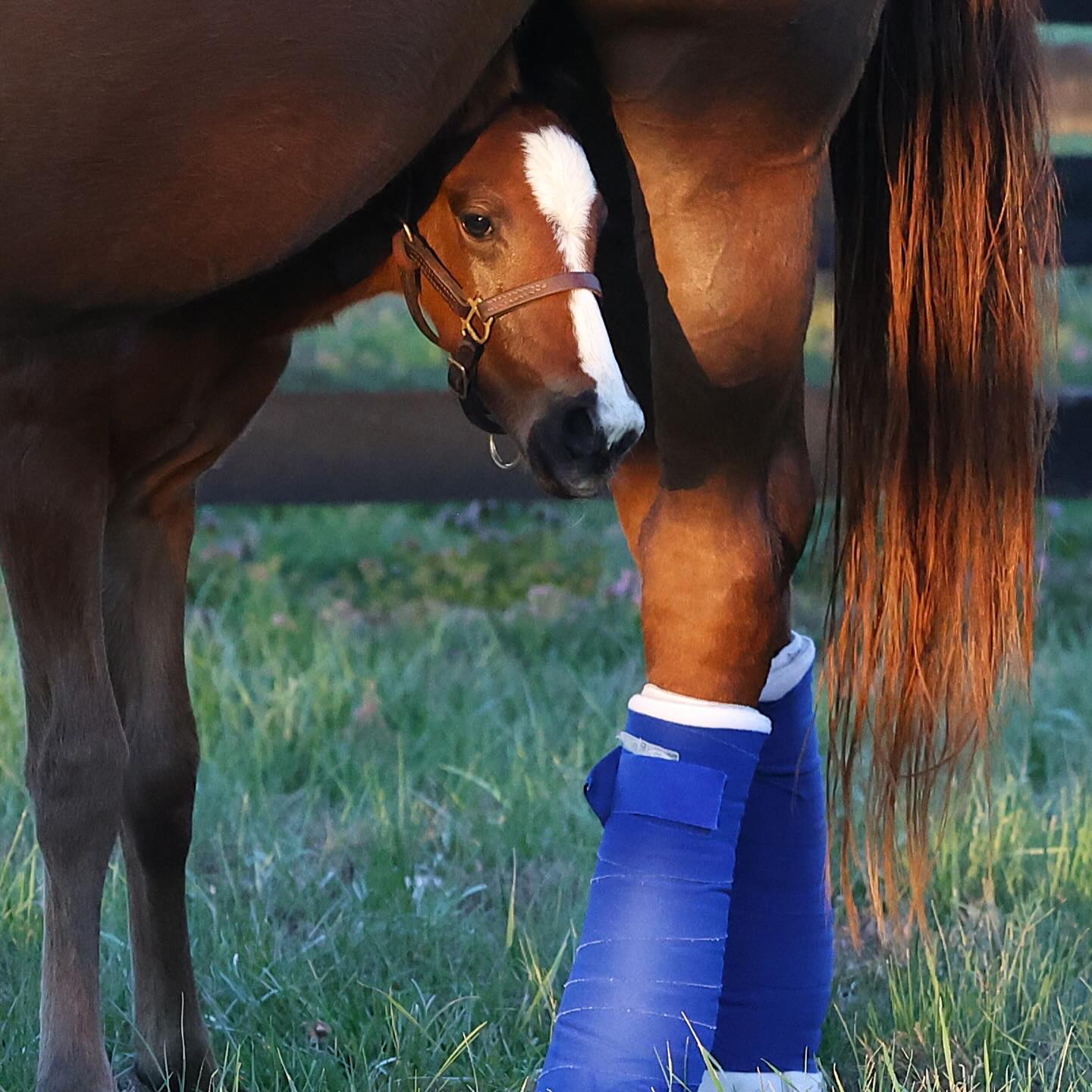 It's a big new world, buddy! #brownsteadfarm #brownsteadbred #thoroghbred