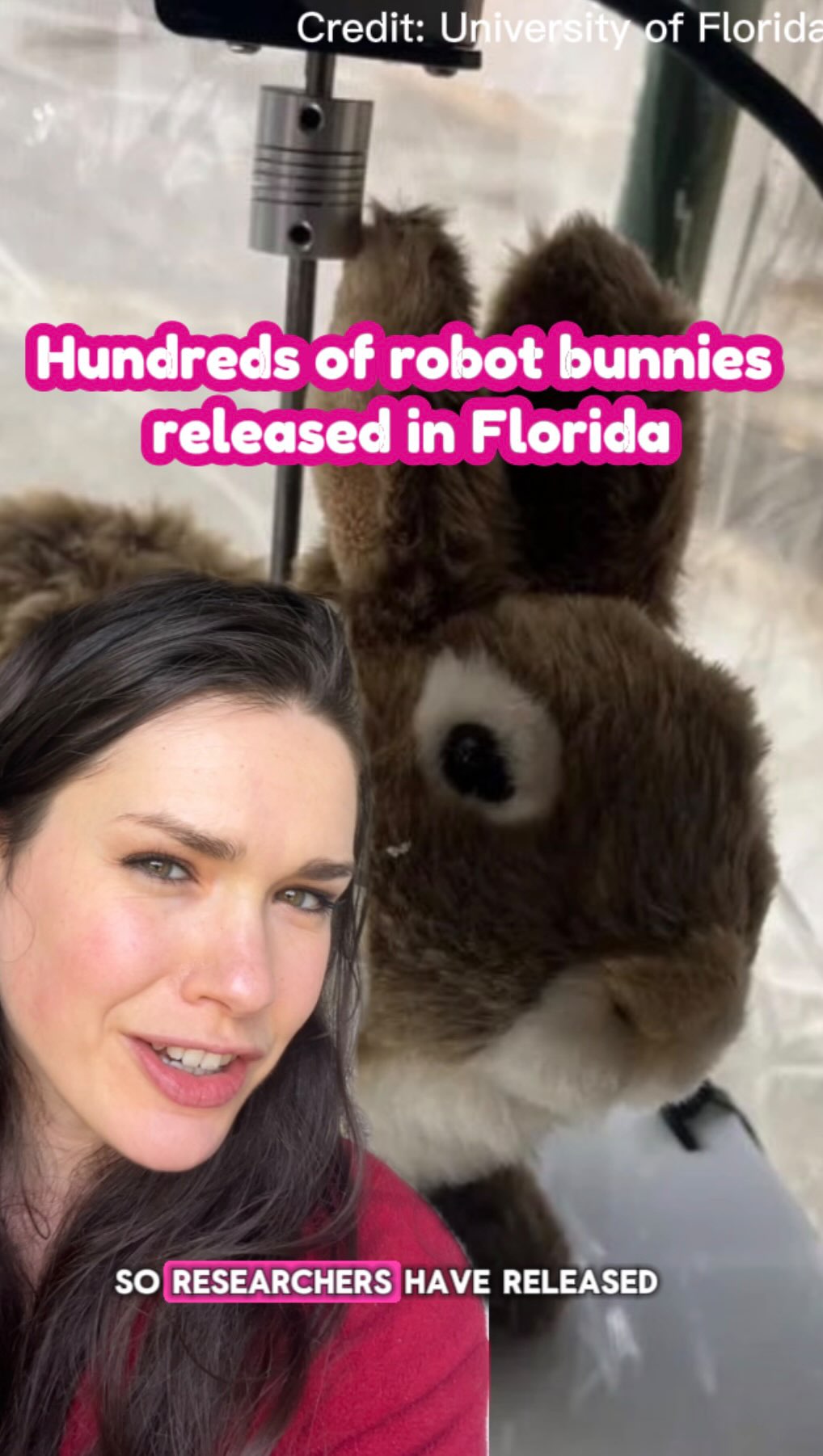 What if Watership Down was a dystopian sci-fiā¦well, not quite š
Researchers in Florida @uflorida have released 120 of these robot bunnies into the Everglades to help capture Burmese pythons. These snakes pose a serious threat to local wildlife but, being ambush predators, itās difficult for wildlife officials to find themā¦without a bit of help.
These DIY decoys are made from normal cuddly toys that were tweaked to move and smell like real rabbits and even emit heat signatures so that the snakes can find them. They were released last summer so Iām fascinated to see how the experiment has gone!
#snakes #biology #conservation #everglades #sciencenews