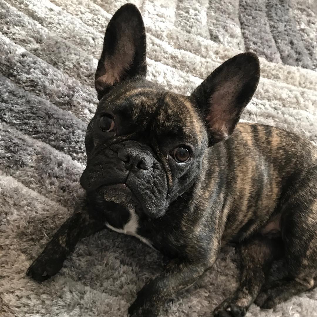 This gorgeous little angel is Dolly and I would pretty much die for her to be honest. Look at that face 🥹 Don't forget, I use pet friendly products, so rest assured your little ones will be safe (and have 10086339 cuddles) with me 🐾