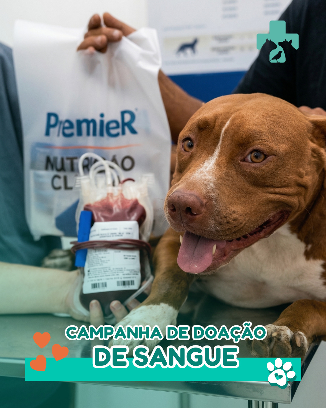 No último domingo, dia 28/03, vivemos mais um momento especial aqui no Hospital Veterinário Alto Tietê.
A nossa campanha de doação de sangue reuniu tutores e pets em um propósito que vai muito além do cuidado individual: salvar vidas.
Cada doador fez a diferença.
Cada gesto representou uma nova chance para outros animais que precisam de atendimento.
Tivemos também o apoio de grandes parceiros que tornaram esse momento ainda mais especial.
A @PremieRVet e @PremieRPet esteve presente oferecendo o desjejum aos participantes, e a @Biovet marcou presença com um sorteio de uma linda cesta de Páscoa para todos que participaram da campanha de doação. E essa corrente do bem continua.
A próxima campanha já tem data marcada: 26/04
A triagem dos pets acontece nos dias 20, 21, 22 e 23 de abril
Se o seu cãozinho pode ajudar, essa é a oportunidade de fazer parte de algo maior.
Entre em contato com a nossa equipe e saiba como participar:
WhatsApp: (11) 94117-0339
#doacaodesanguepet #hospitalveterinario #saudeanimal #medicinaveterinaria #salvevidas