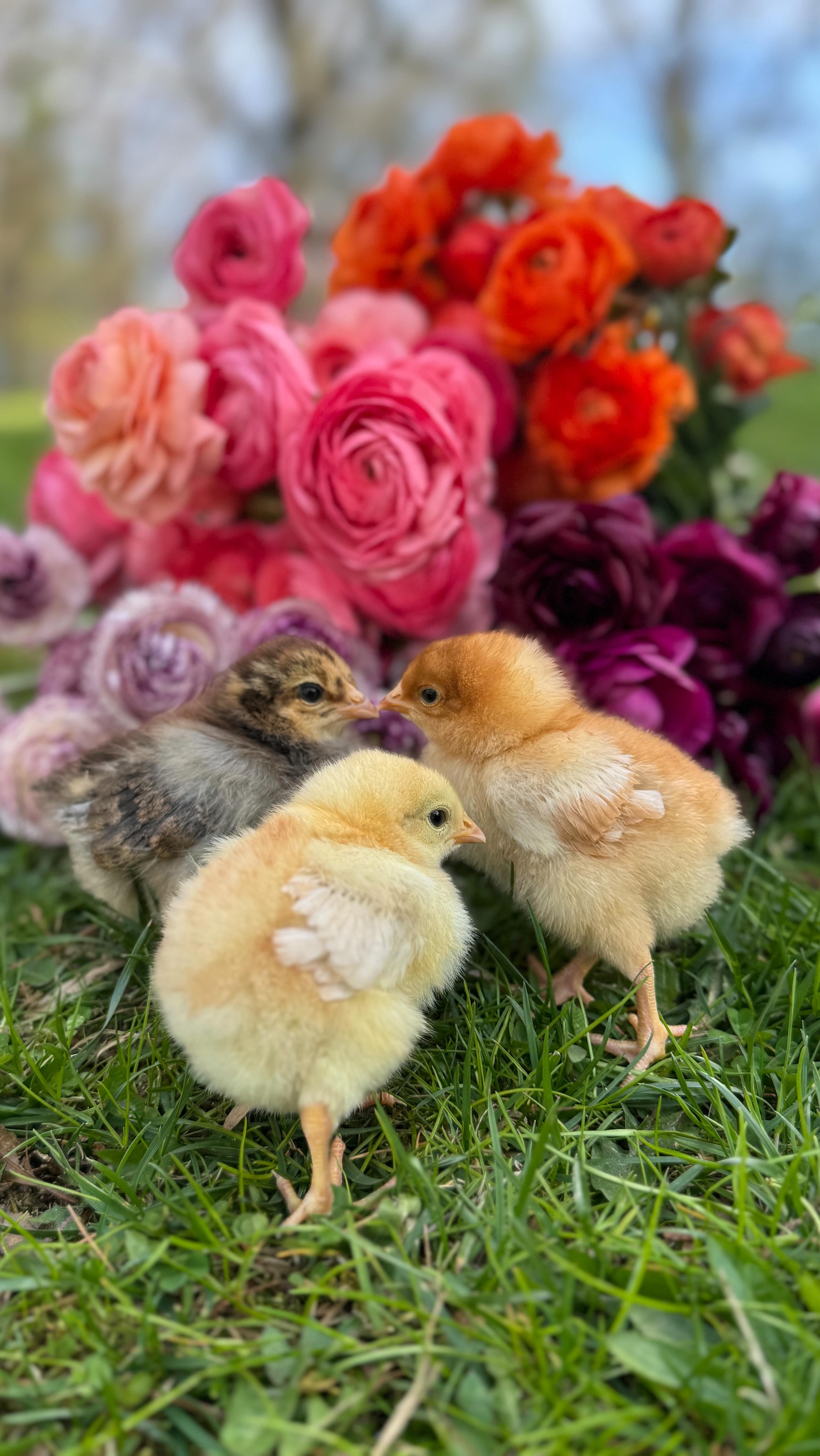 This is my kind of perfect day 💐🐥
#WNC