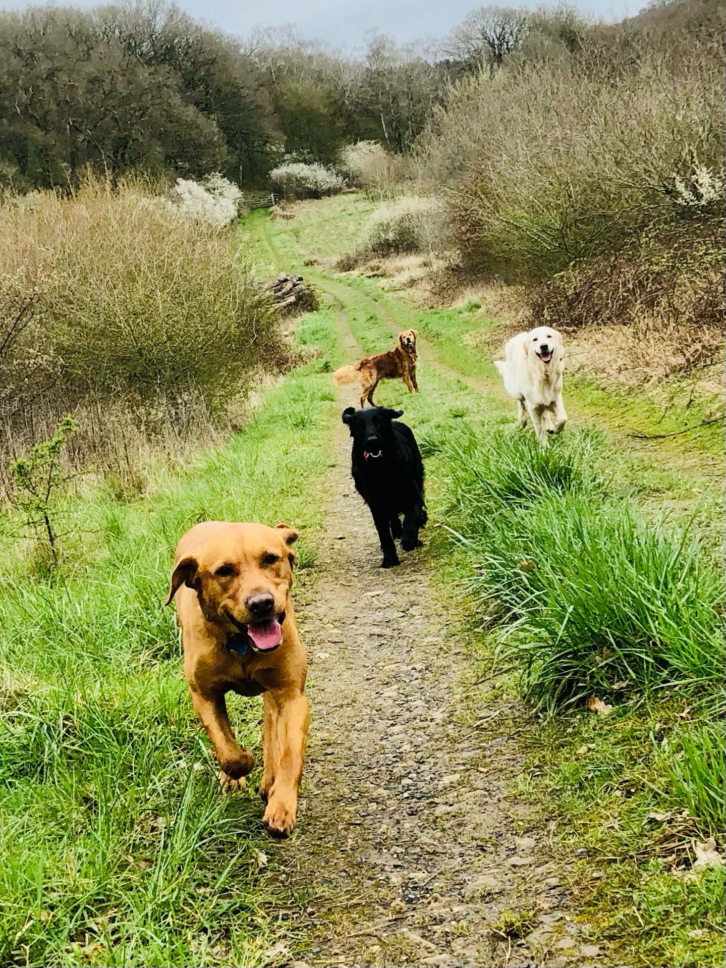 🤪🤪🤪🤪
If your dog would like to have a walk with us then contact us at www.ardendogwalking.co.uk and check out our half-day experience.
#ullenhall #tanworthinarden #hockleyheath #henleyinarden #dog