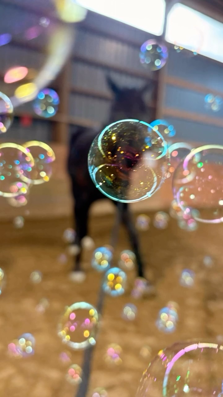 Horseplay night is always so much fun! Interacting and playing with new friends and new things.
Thank you to everyone that came out and especially to those who help set up & clean up this event!
Stay tuned for theme of next month’s horseplay night!