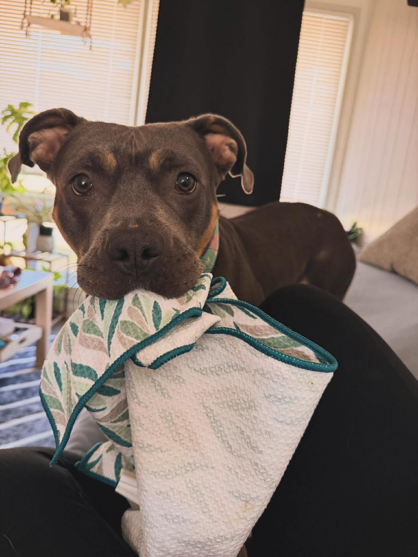 Rockette makes it SO easy to fall in love. 💕
Her newest learned trick is picking up random things off the floor and bringing it to her foster mom when she’s happy. Most of the time, it’s a sock, but this weekend, it was a kitchen towel. How cute is that? Of course, her foster mom celebrated the new present she received from Rockette.
Ready to have the happiest and most devoted dog for the rest of your life? Apply to adopt Rockette through the link in our bio. 🥰
#rescuedogsofinstagram #rescuepitsofinstagram #adoptdontshop