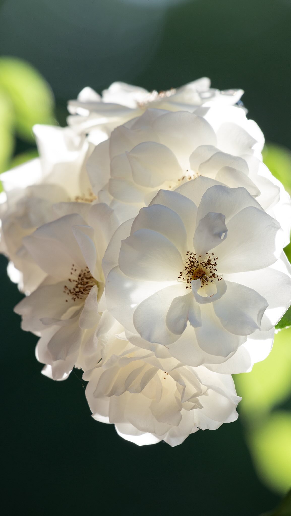 SAFARI FOTOGRÁFICO PARA MUJERES 🌷
-05-09/09/2026 Torres del Paine, Chile 𓃮✮
🔥ÚLTIMOS CUPOS!🔥
En los safaris fotográficos para mujeres nos sumergimos en plena naturaleza, afinando la mirada y practicando en el terreno.
Junto a guías expertos, biólogos y rastreadores nos adentraremos en lugares donde la fauna se muestra en todo su esplendor, aprenderás acerca del comportamiento de la fauna, su hábitat, geografía y la historia que la envuelve.
Guiándote en cada toma, verás cómo tus fotografías cobran una nueva fuerza. Tus imágenes mejorarán mucho más rápido en los Safaris que estudiando únicamente la teoría.
También descubrirás cómo transformar tu pasión en algo más grande. Compartiré contigo lo que he aprendido sobre la fotografía como profesión, cómo construir un portafolio con intención, aprenderás a darle valor a tu trabajo y explorar caminos para vivir de lo que amas.
Te beneficiarás adquiriendo mayores conocimientos fotográficos, mayores conocimiento acerca del comportamiento de la fauna, aprenderás a utilizar la fotografía como herramienta para generar ingresos, formarás fuertes vínculos con otras mujeres y tendrás una vivencia de vida que recordarás con mucho amor siempre.
Cada Safari es una experiencia transformadora para conectar con la vida silvestre y crecer fotográficamente.
Comenta safari y te envío más información ㅤ♡
#lacamaraexplora