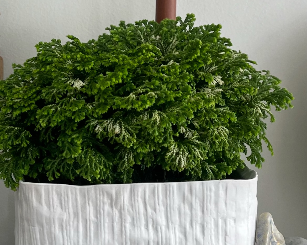 Soft textures. Quiet elegance. Effortlessly alive.
A piece that doesn’t just sit in a space, it completes it.
Lush, layered greenery paired with a sculptural vessel, designed to bring calm, depth, and a touch of timeless beauty into your home.
For those who understand that luxury lives in the details.
#Plantology #InteriorStyle #LuxuryLiving #GreeneryDesign #HomeElegance