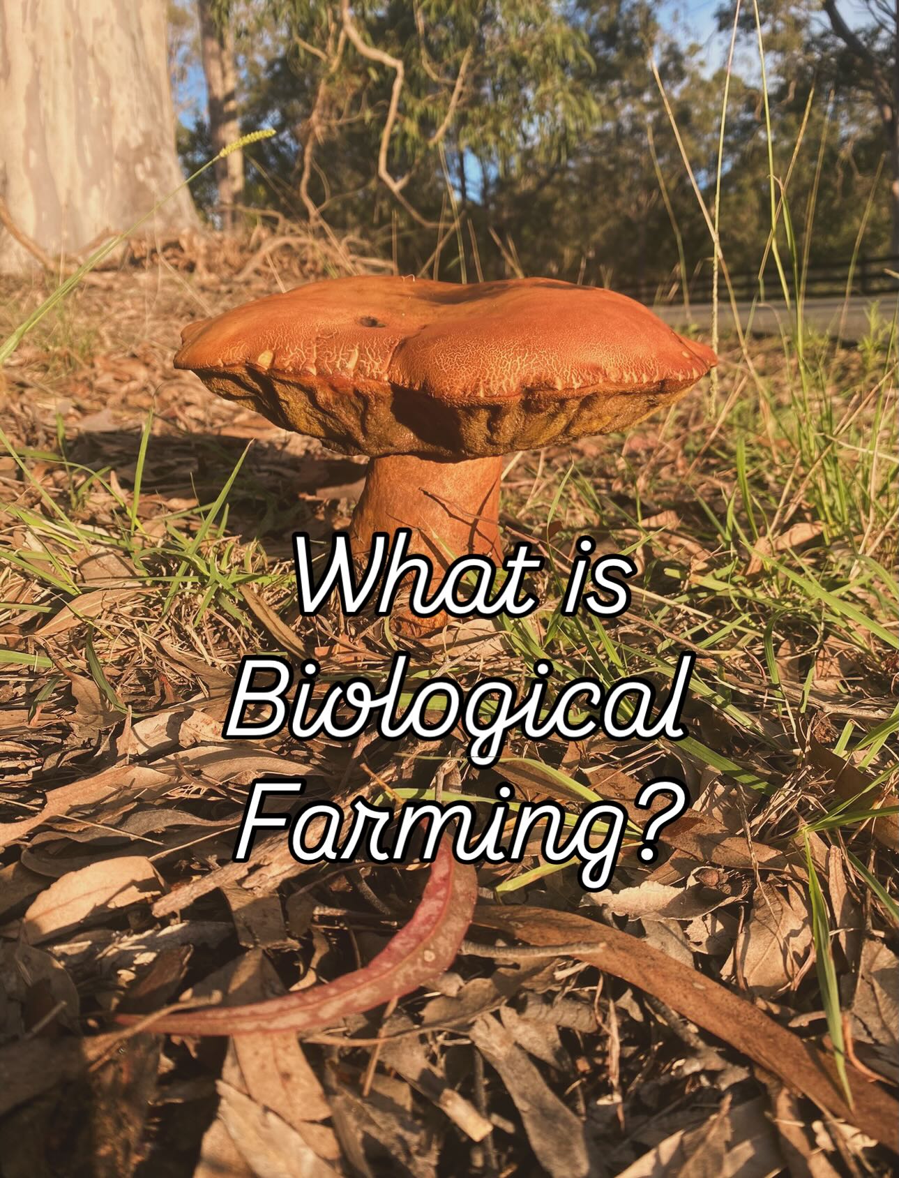Biological farming methods can help you to create beautiful soil using the microorganisms that already naturally exist in your environment.
Consider learning more about this!!
I started my journey with Dr Elaine Ingham and The Soil Food Web, who have lots of free resources to check out. Start looking into no- till regenerative agriculture, there are so many great resources to find.
Once you start getting curious about creating natural systems, you will create a whole new way of thinking about how we can care for our precious land.
We can do this together! Start conversations with each other. Support each other.