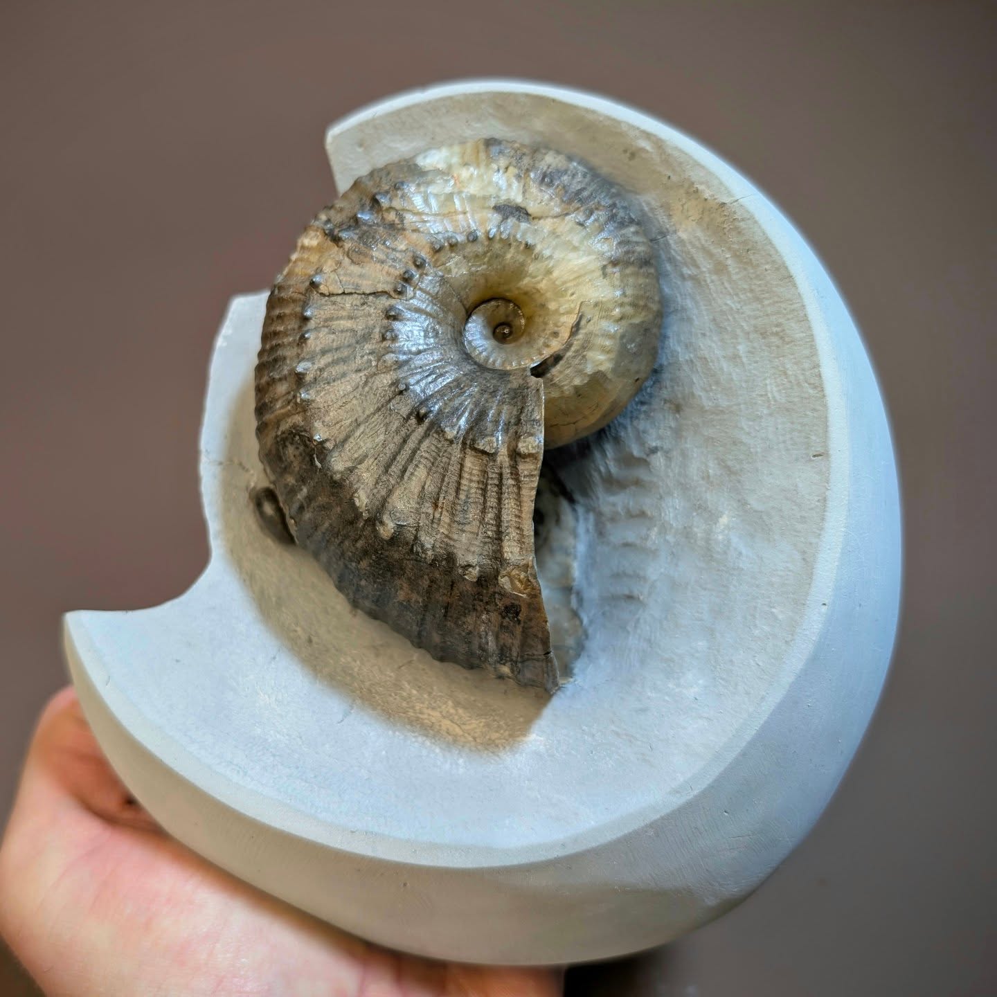 Green ammonite nodules derive their name from the green tinted calcite that's often within them. This
Becheiceras gallicum with Cymbites has been prepared with the cat's paw showing. ( First chamber wall ) The ammonite measures 9.5cm and has a repair to the ammonite and rock.
#ammonite #fossils #ancienthistory #paleontology #jurassic