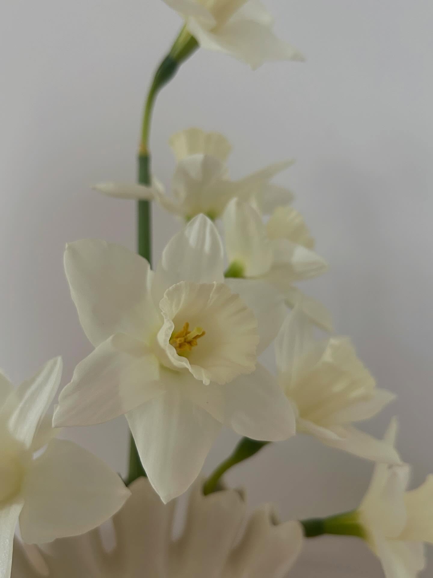 daffodils for home 🙂↕️