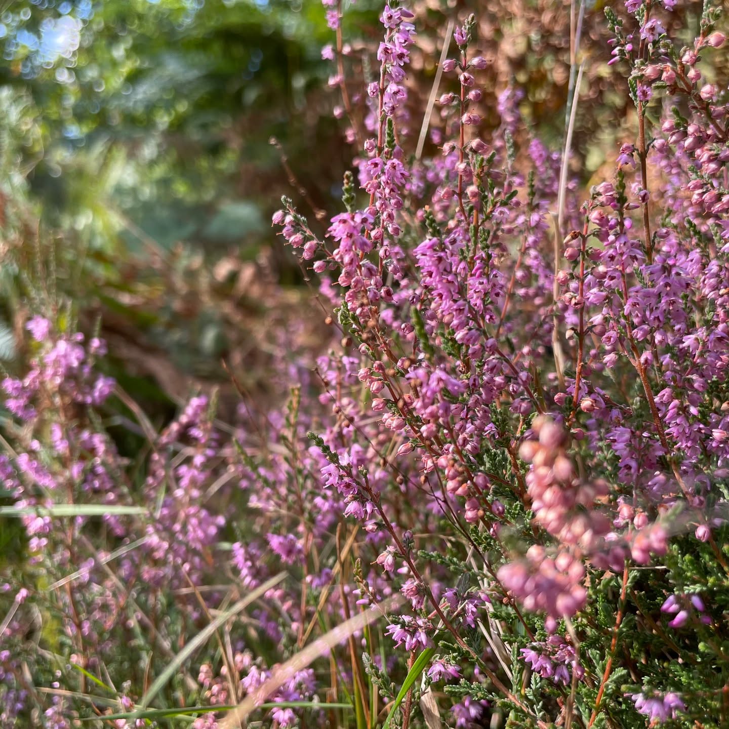 Georgous colours from our walk at Knettishall Heath Nature Reserve.
.
Knettishall Heath felt like a major feature of my childhood, and I have lost count of the number of times I've tried to describe it to Elle, yet somehow this was my first return visit since then. Thankfully, my long-delayed return didn't disappoint!
.
Knettishall feels ecologically ancient in a way few other places in Suffolk do: open expanses of grasses and pink heather, grazed by Exmoor Ponies, and mixed woodlands thick with chest-high ferns.
.
@knettishallhswt @suffolkwildlifetrust
.
.
.
.
.
.
#knettishallheath #knettishallheathcountrypark #purpleheather #visitsuffolk #suffolkcountryside #heathland #beautıfulscenery #thisprettyengland #onmywalk #suffolk #pinkflowers