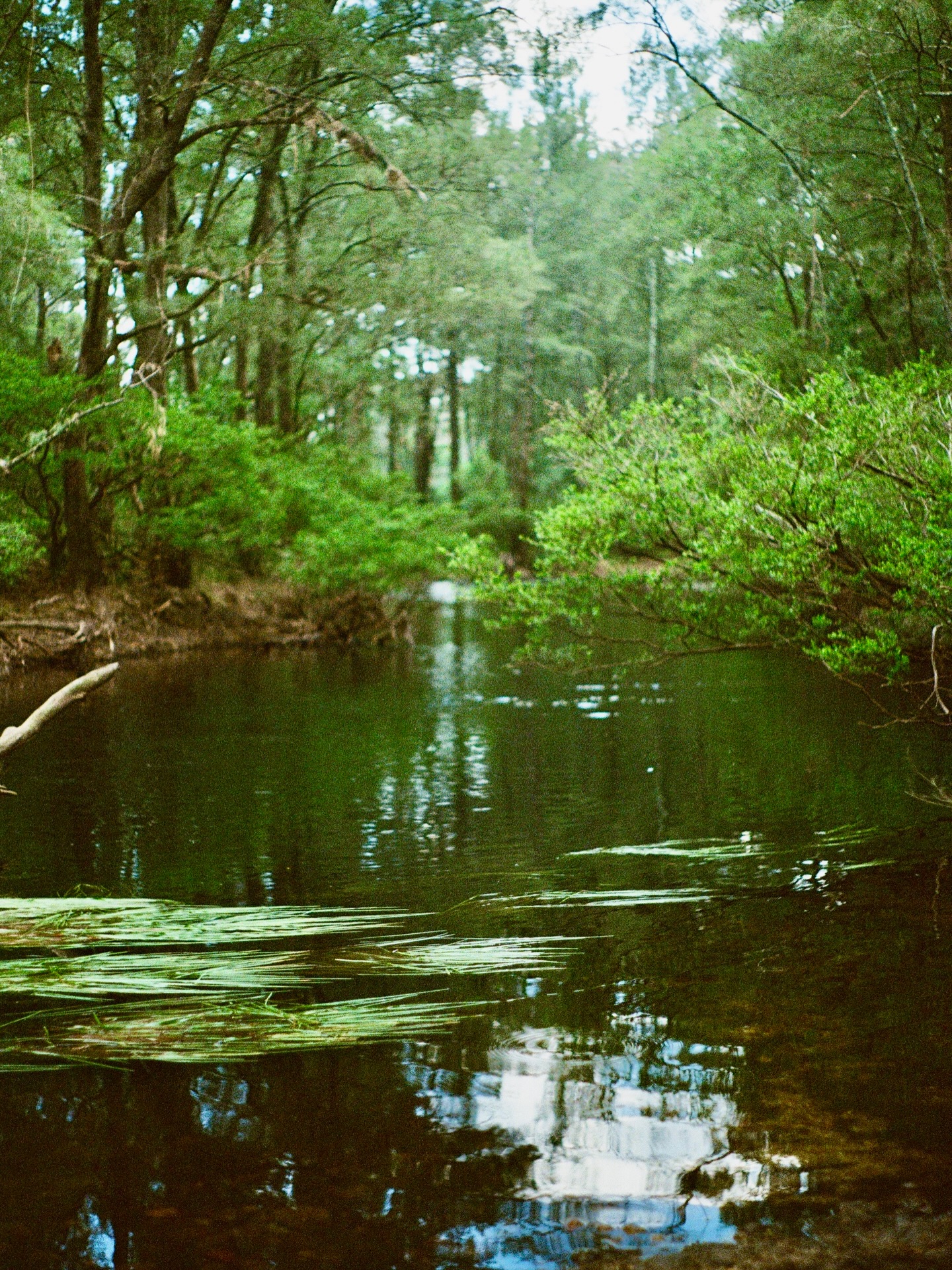 Last years @themindfulmeanderers Weaselstock Festival spent frolicking in the most beautiful river and bush with some gorgeous and wonderful people, captured on film 🎞️ . @laurenleetay and I even got to host such a fun Saturday morning hat and sewing workshop. Can’t wait for this year 🌿🤎✨