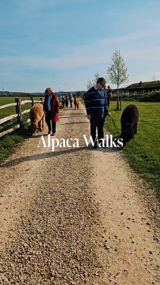 Life can be a bit rough sometimes, but the farm is where we find our calm. ✨
Whether you’ve had a tough week or just need a breath of fresh Wiltshire air, our boys are waiting to help you hit the reset button.
No stress, no rush just alpacas. 🦙
🔗 Book your experience via the link in our bio.
#wiltshirealpacas
#visitwiltshire
#alpacatrekking
#countryliving
#alpacatherapy
