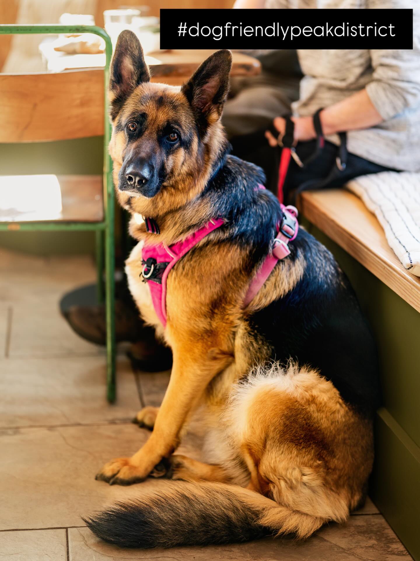 Introducing Peggy who has been a regular since she was a puppy; she brings her human Karen with her. Just a reminder that we love your four-legged friends here and they are well catered for with a canine menu and @poochs_treats.
This gorgeous photo was taken by @helenrowanphotography on our lovely shoot last week.
#dogfriendlycafe #paws #fourleggedfriend
