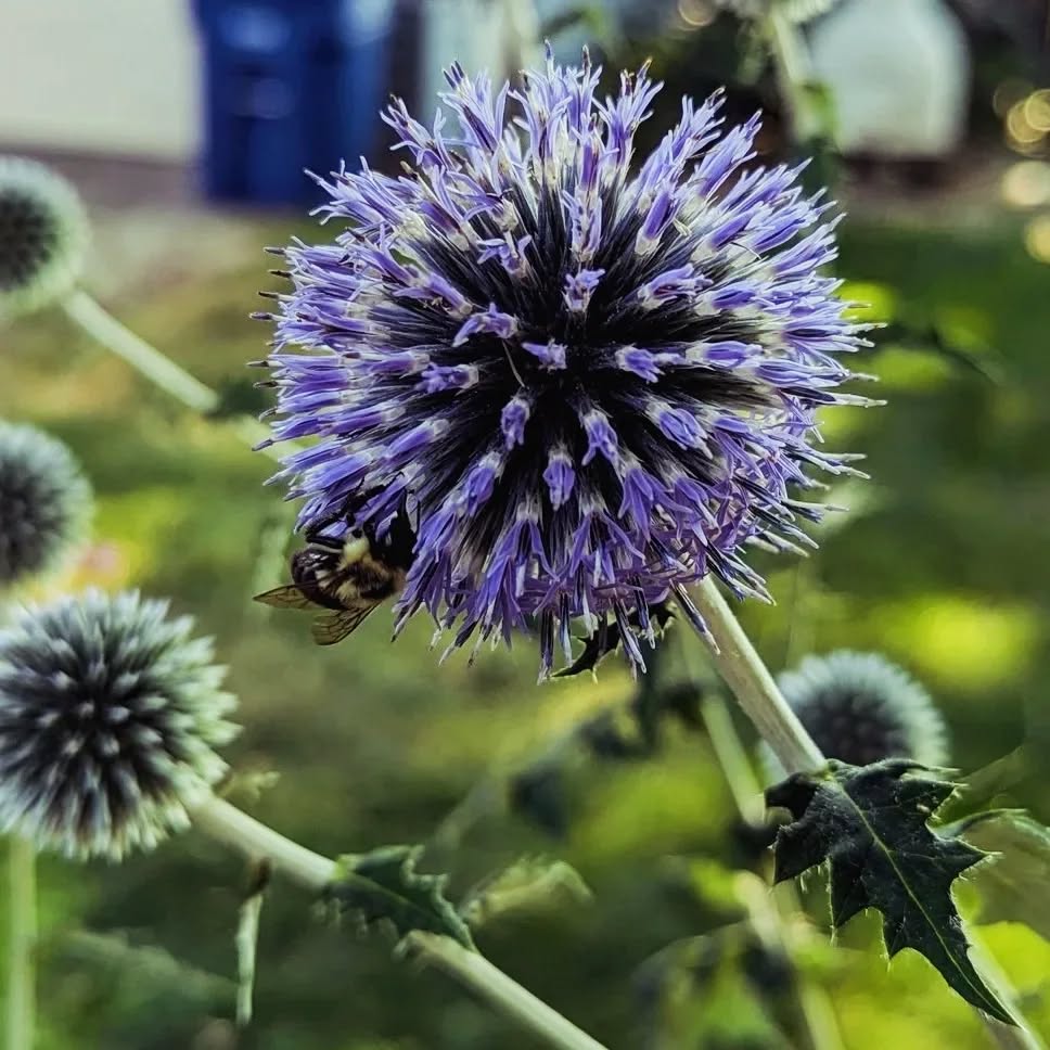 What's started blooming in the garden! :
PIC 1: Blue globe thistle (perennial that pollinators LOVE) This one pictured is in its second growing year.
PICS 2/3: Strawflower (annual that is also known as "everlasting paper daisy" for their flowers that stay beautiful & bright in dried flower arrangements)
Both plants get about 3 ft tall and they are both available on the website or message me to shop in person! 🐝🌸🌼
#druidgreenhouse #clevelandgardens #gardenersofcleveland #zone7a #cleveland #urbanfarming