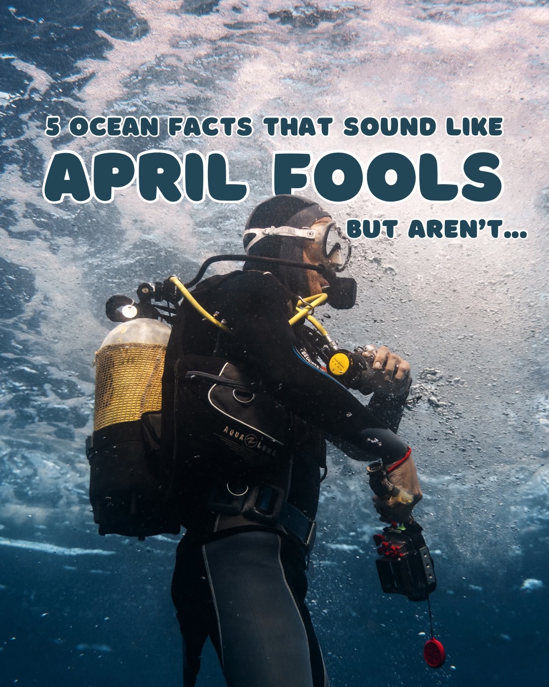 The ocean is full of so many unbelievable creatures,
there’s no need to make up facts for April Fools Day. 🐙